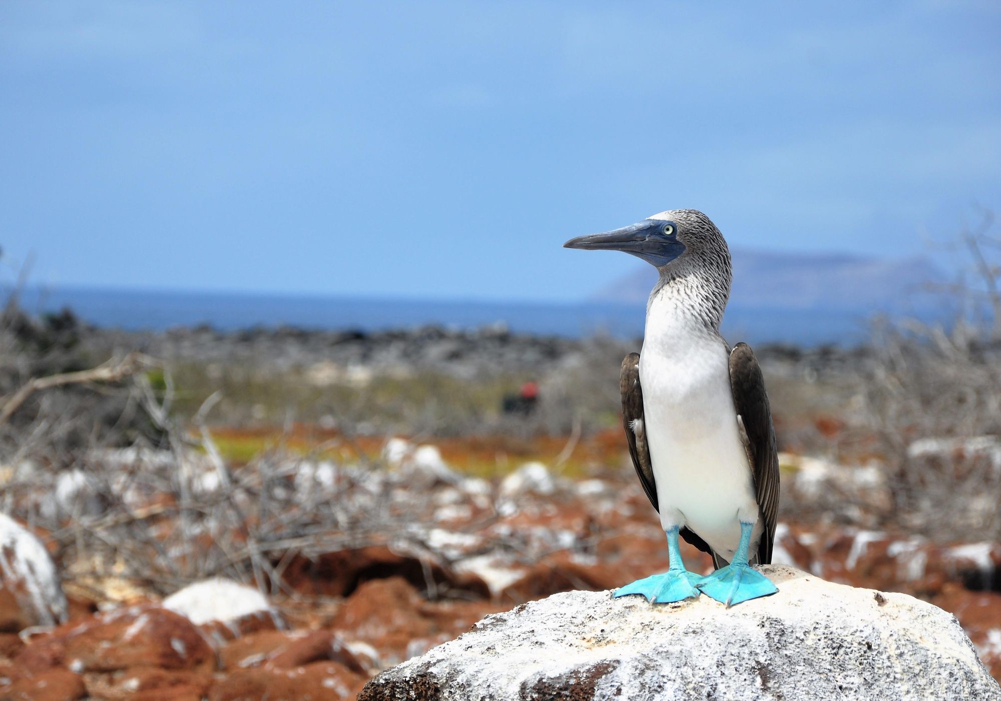 A blue-footed booby in the Galapagos Islands. Photo: Getty