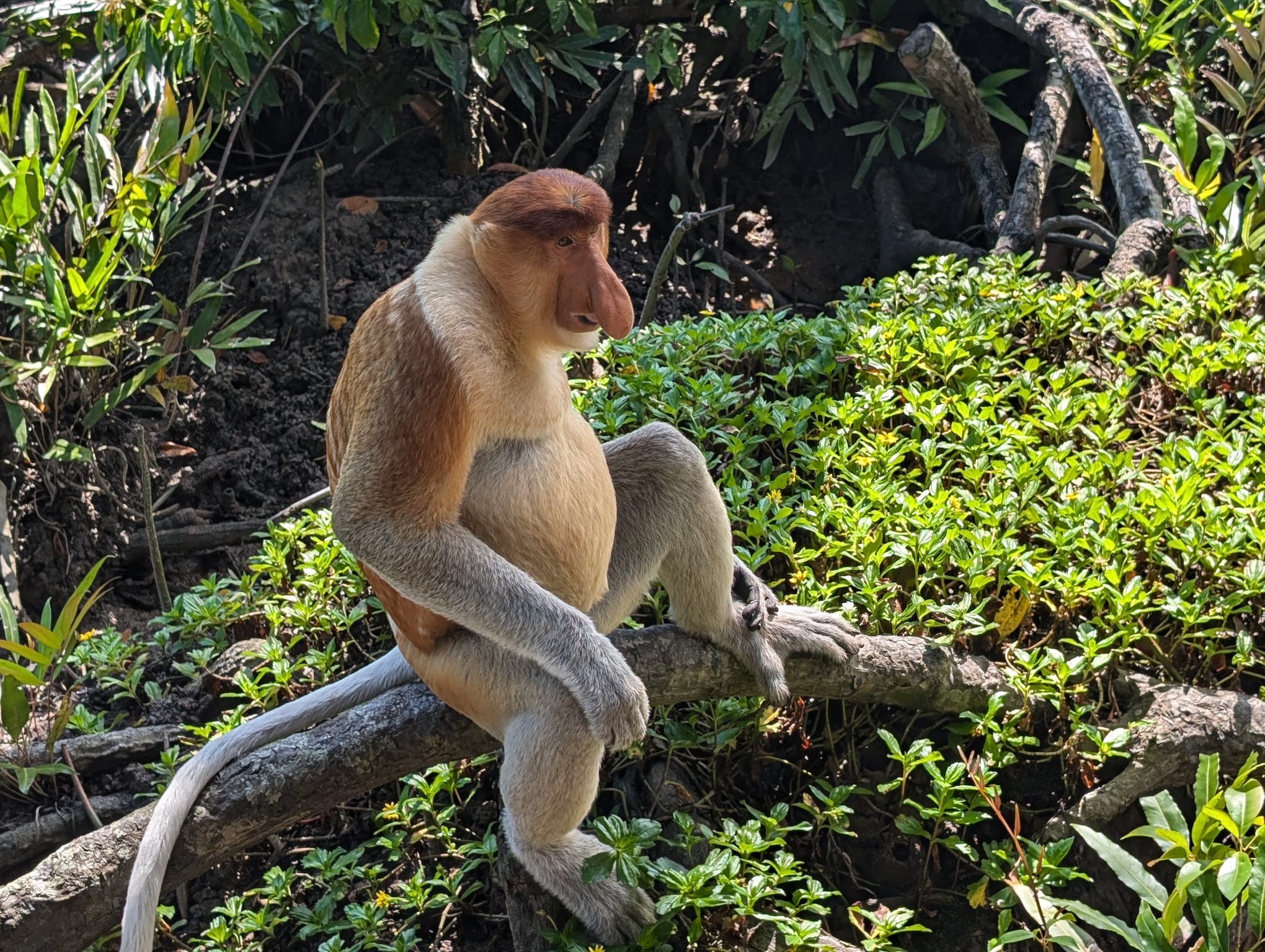 The Proboscis monkey is one of the many endemic species that can only be found in Borneo. Photo: Stuart Kenny