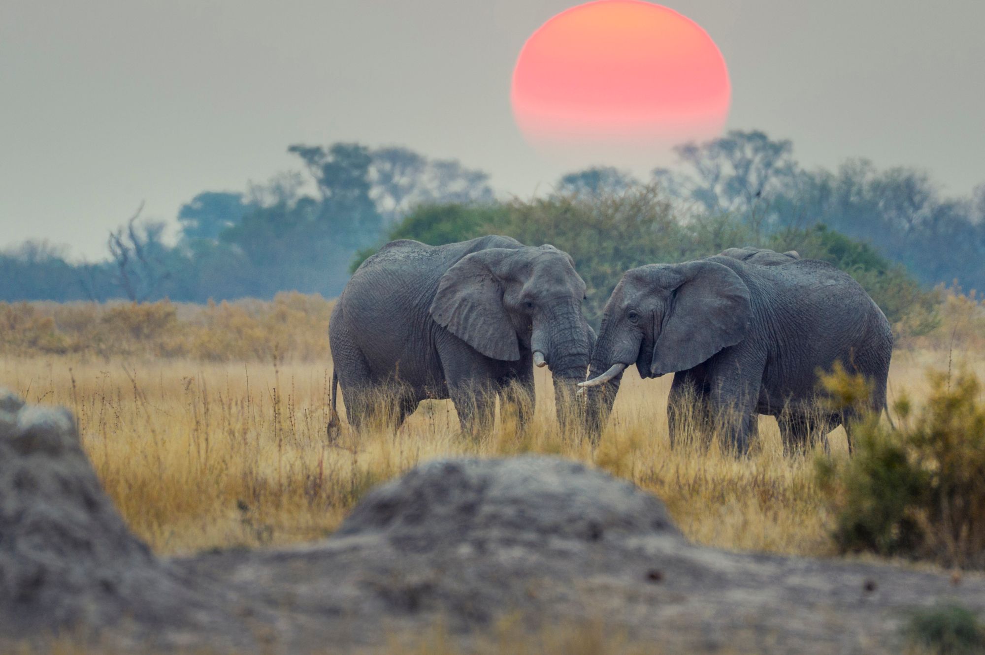 Sunset in the Okavango Delta. Photo: Getty.