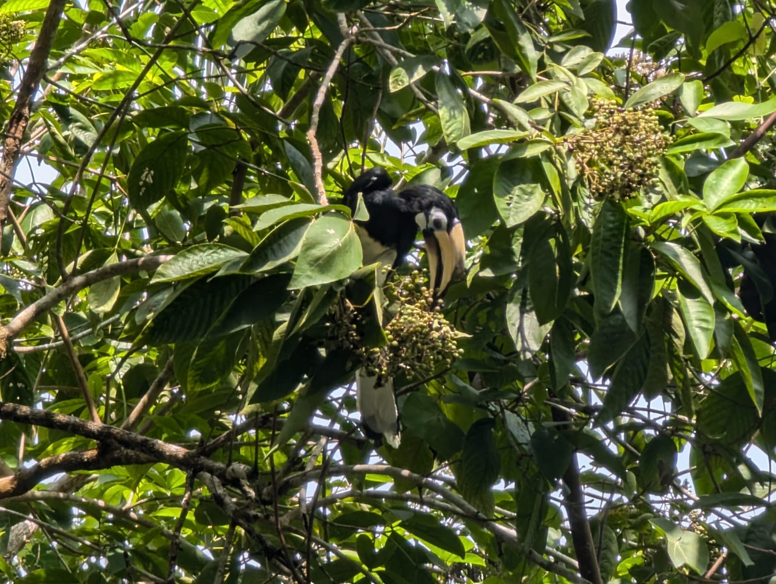 An oriental-pied hornbill spotted on the way to breakfast. Photo: Getty