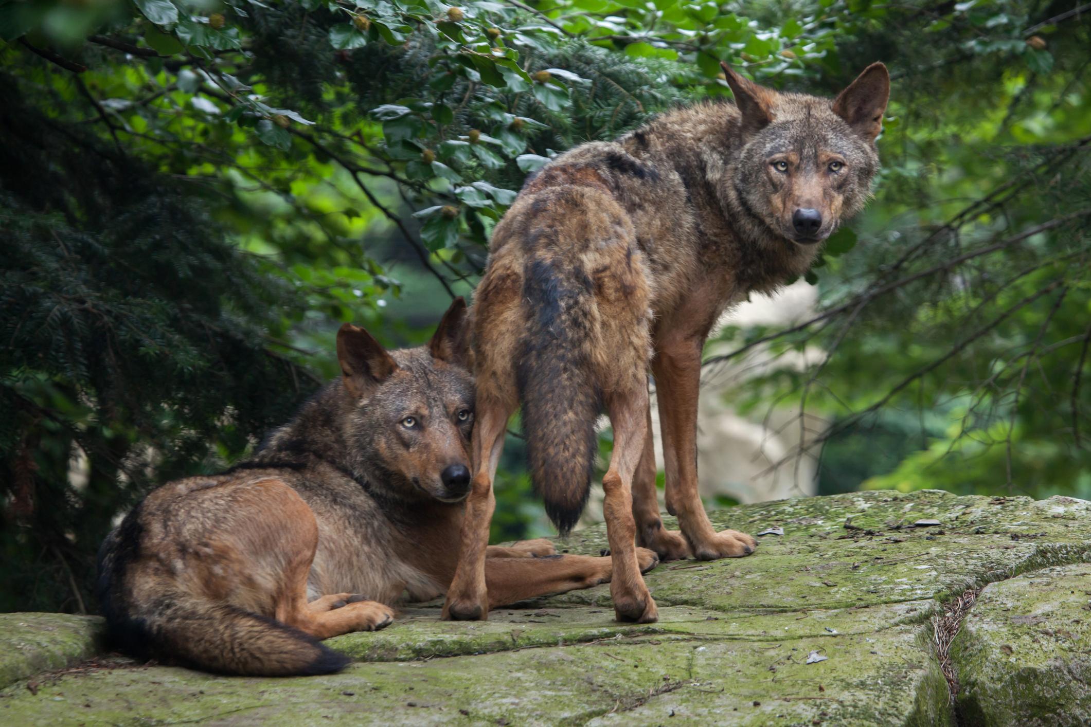 The Iberian wolf can still be found in the north of the country. Photo: Getty