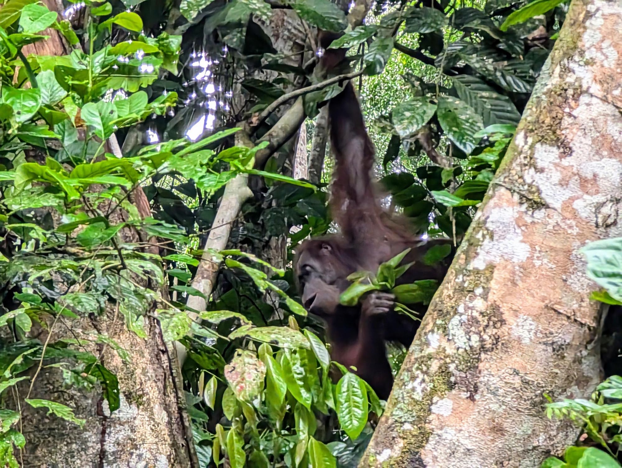 An orangutan swings through the trees, searching out figs for lunch. Photo: Stuart Kenny