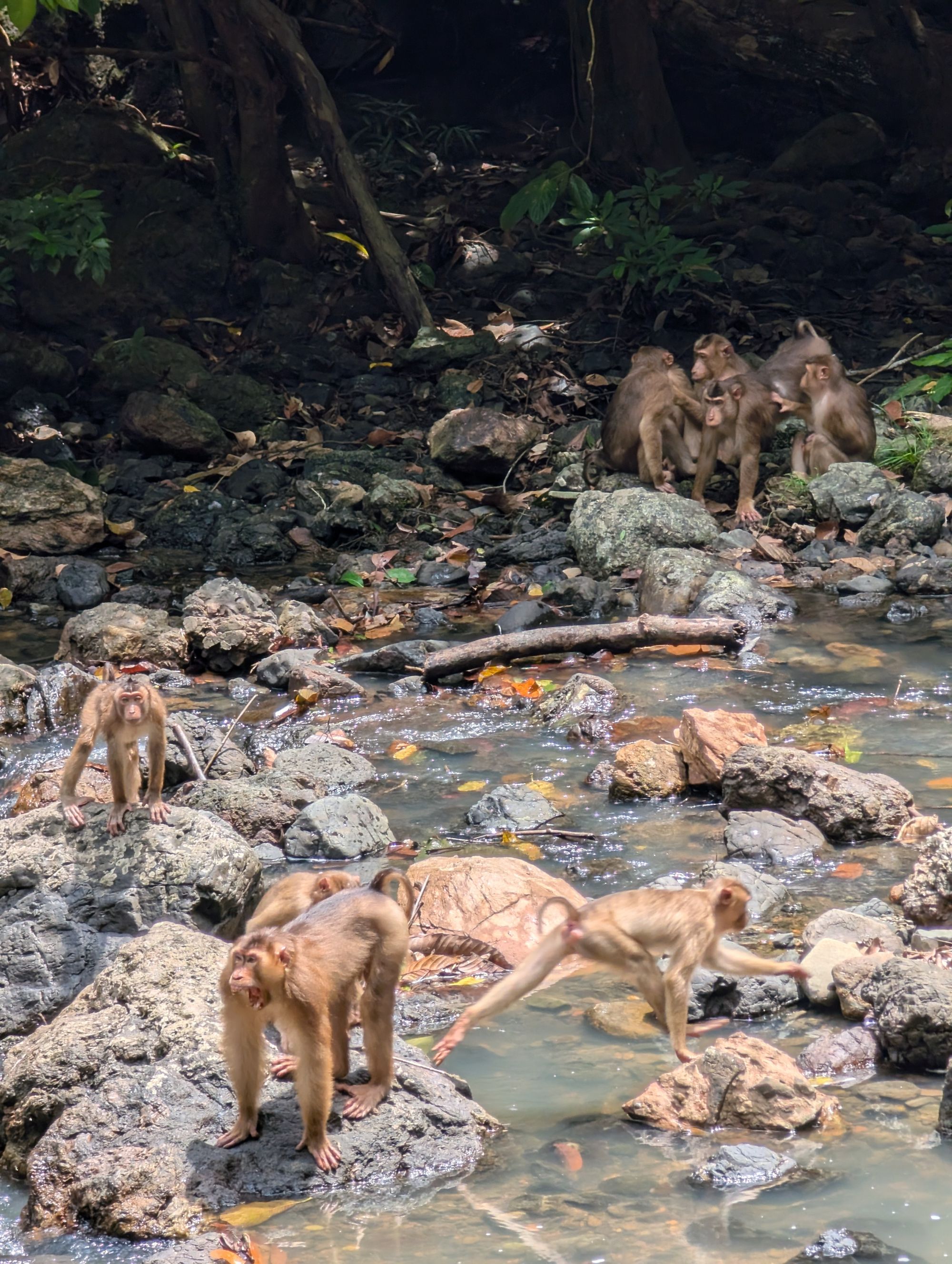 Macaque monkeys often move in a group, and can be rather entertaining to watch, jump, fall and groom one another. Photo: Stuart Kenny