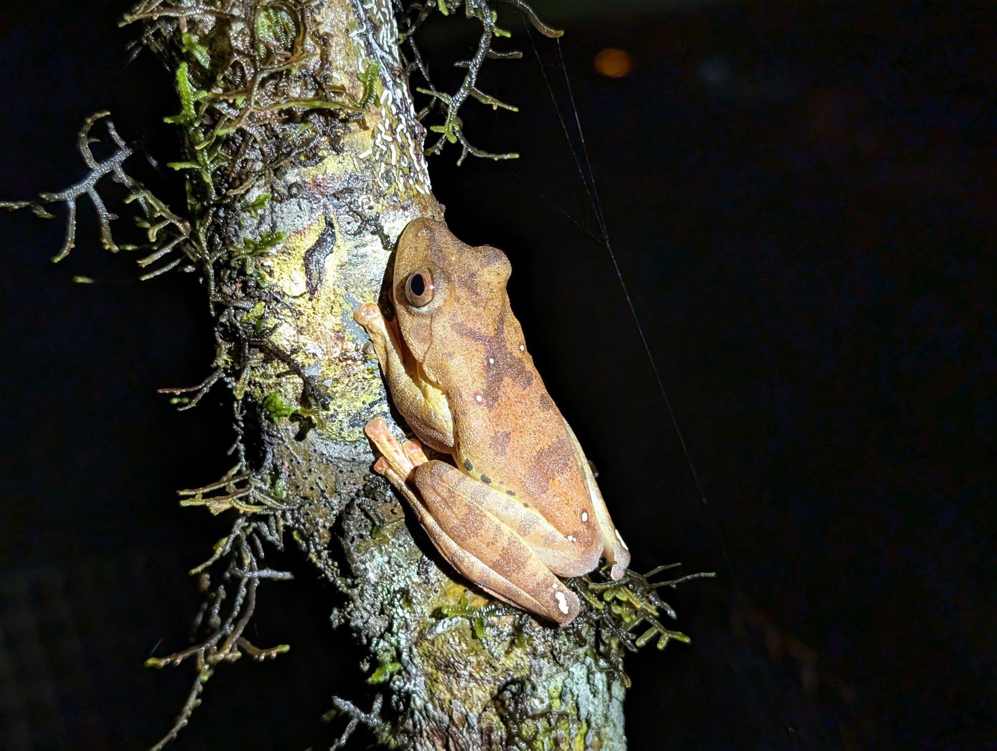 A wild cinnamon bush frog on a branch, spotted during a night walk in Borneo. Photo: Stuart Kenny