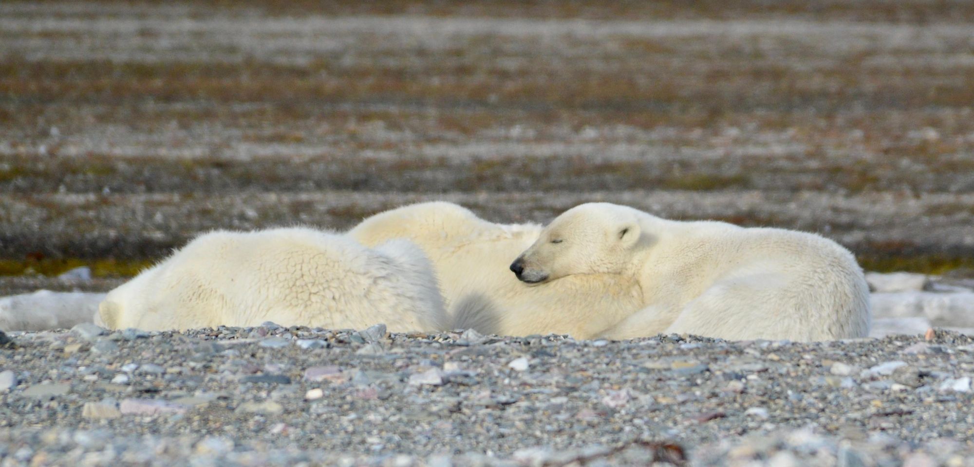 A polar bear cub rests on its mother in Svalbard. Photo: Getty