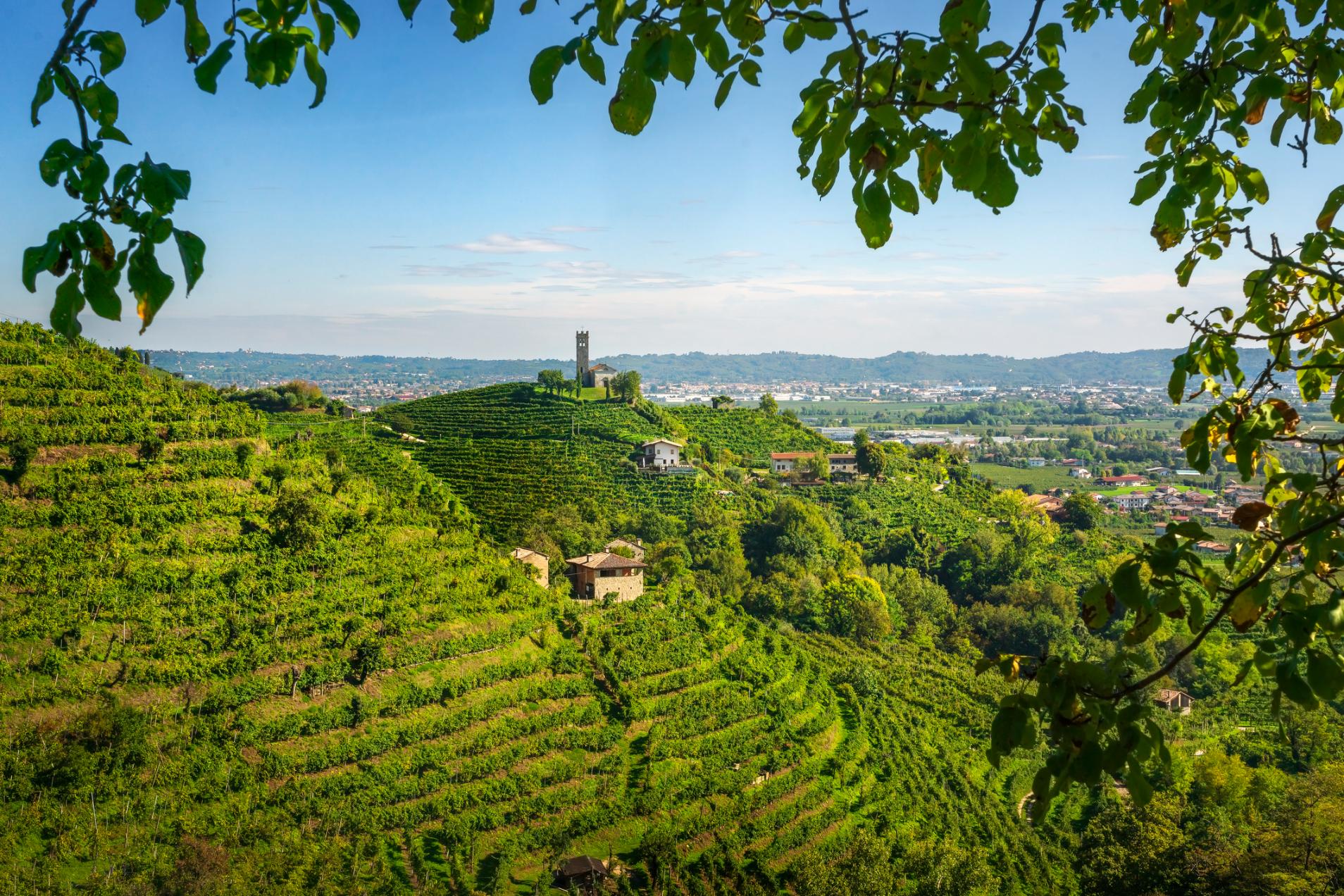 The rolling vineyards of the Prosecco Hills. Photo: Getty.