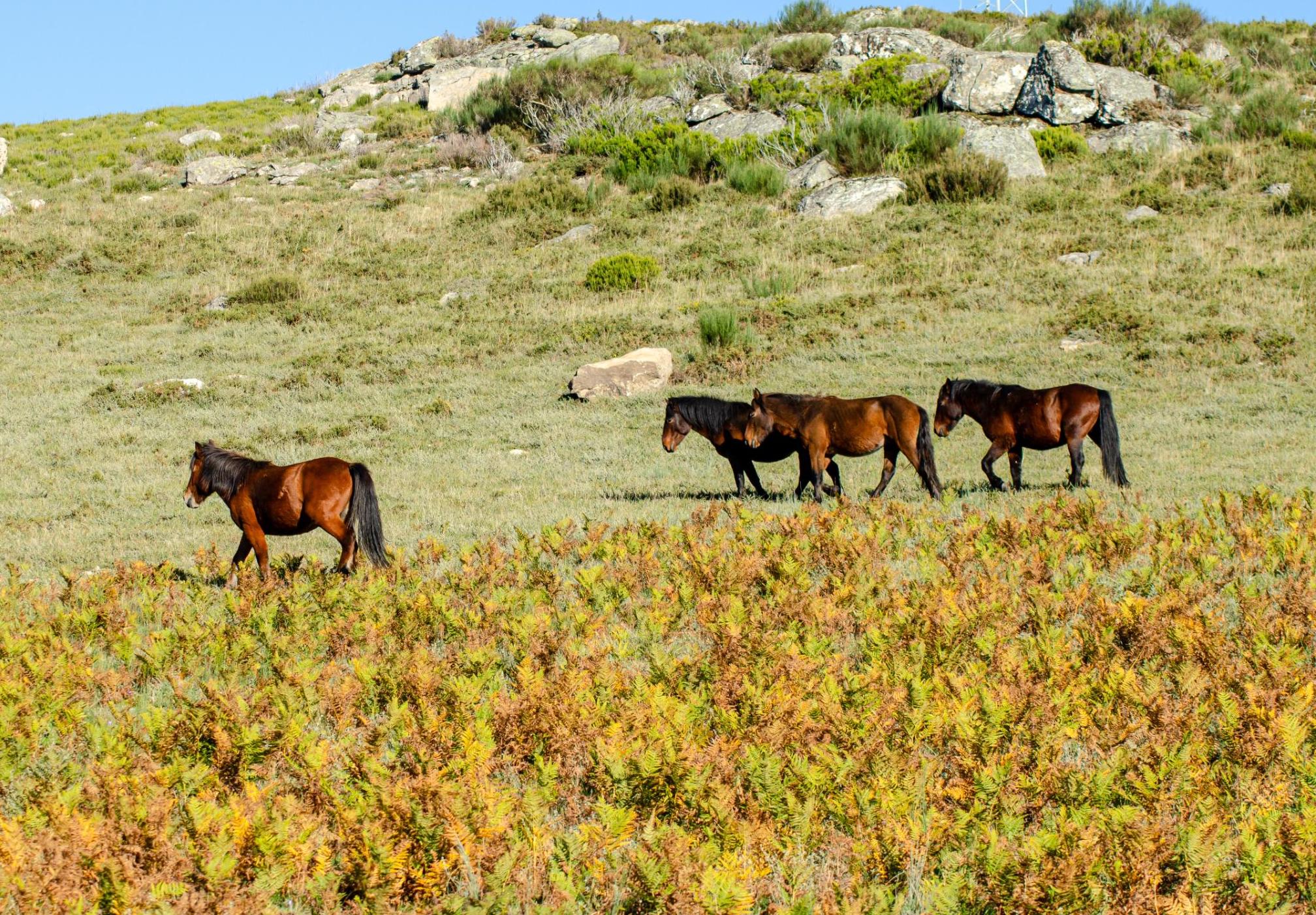 Feral horses in Portugal. Photo: Getty