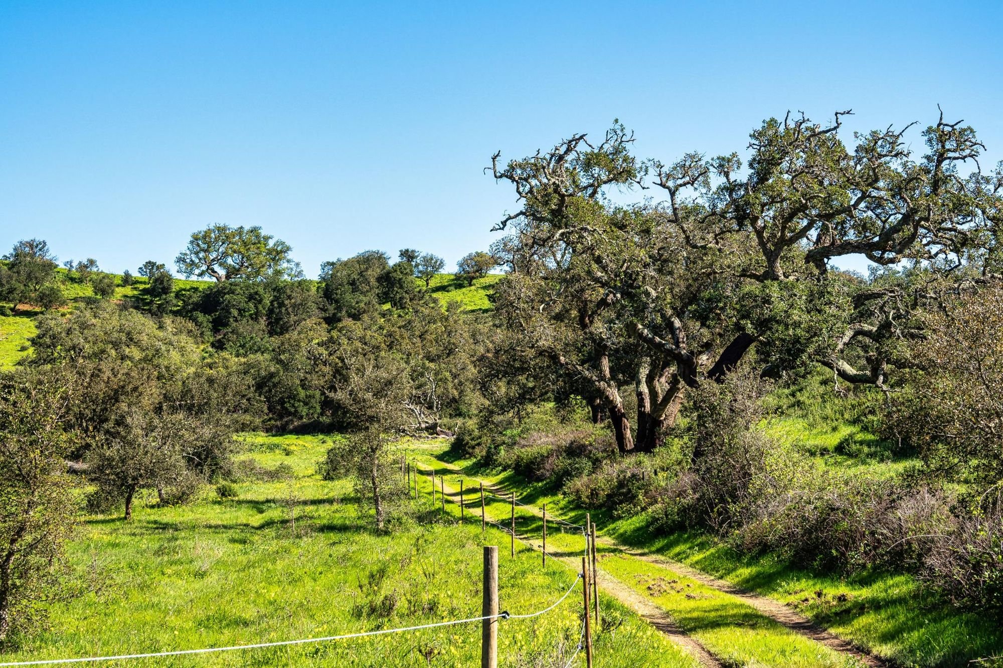 In-land Greenery, near the waters of the Mira river. Photo: Getty