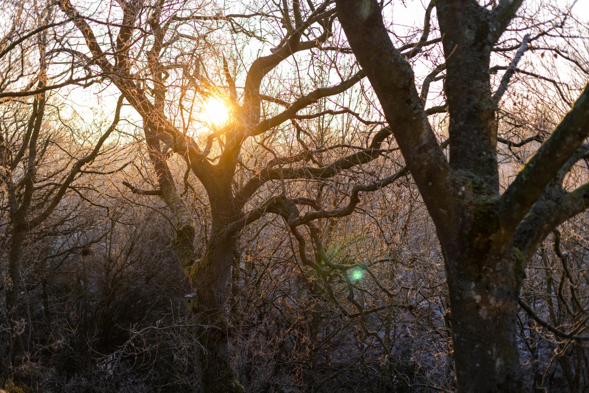 Sun shining through bare trees