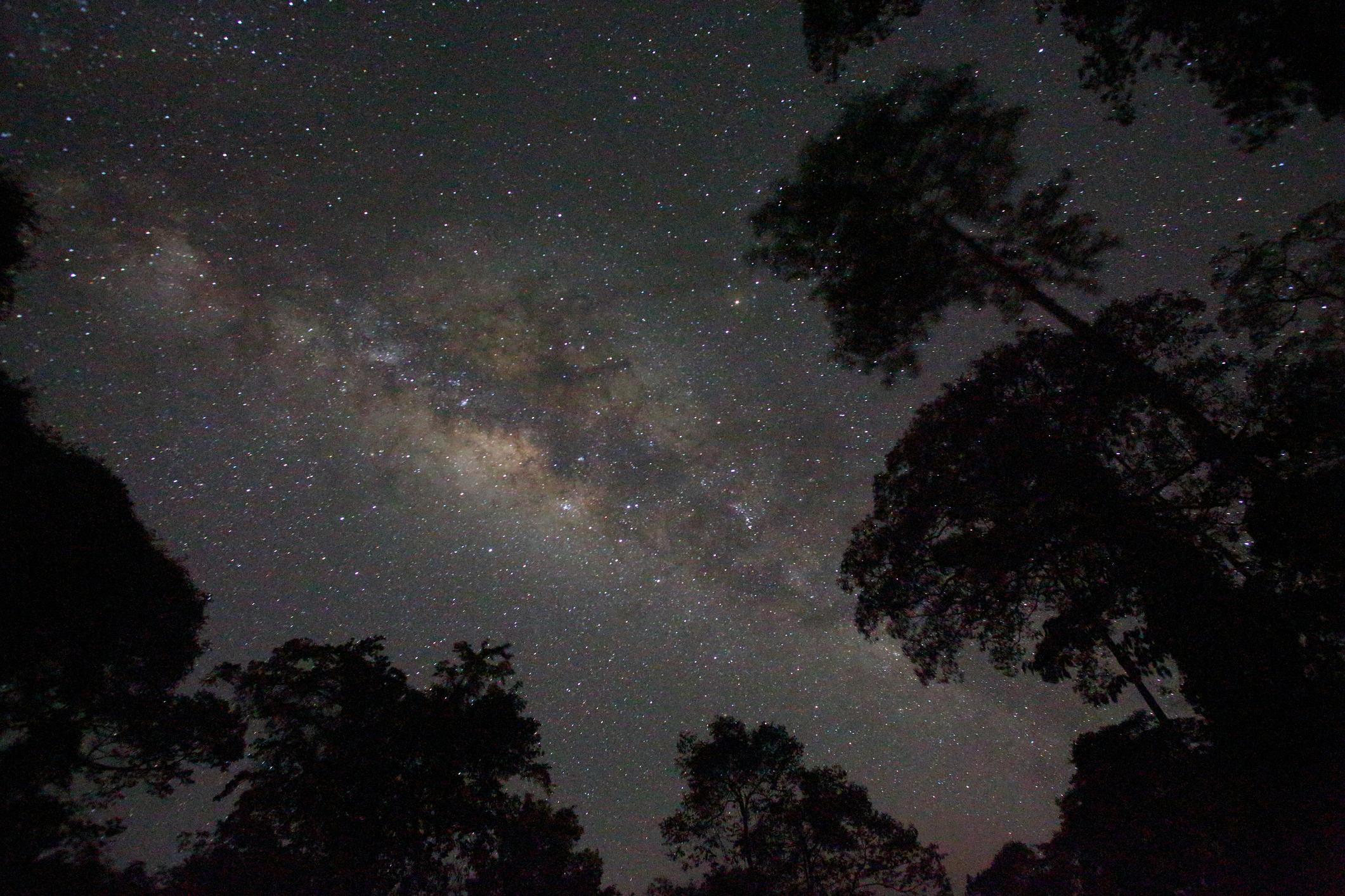 The Milky Way visible above the high-rising trees of the Danum Valley. Photo: Getty