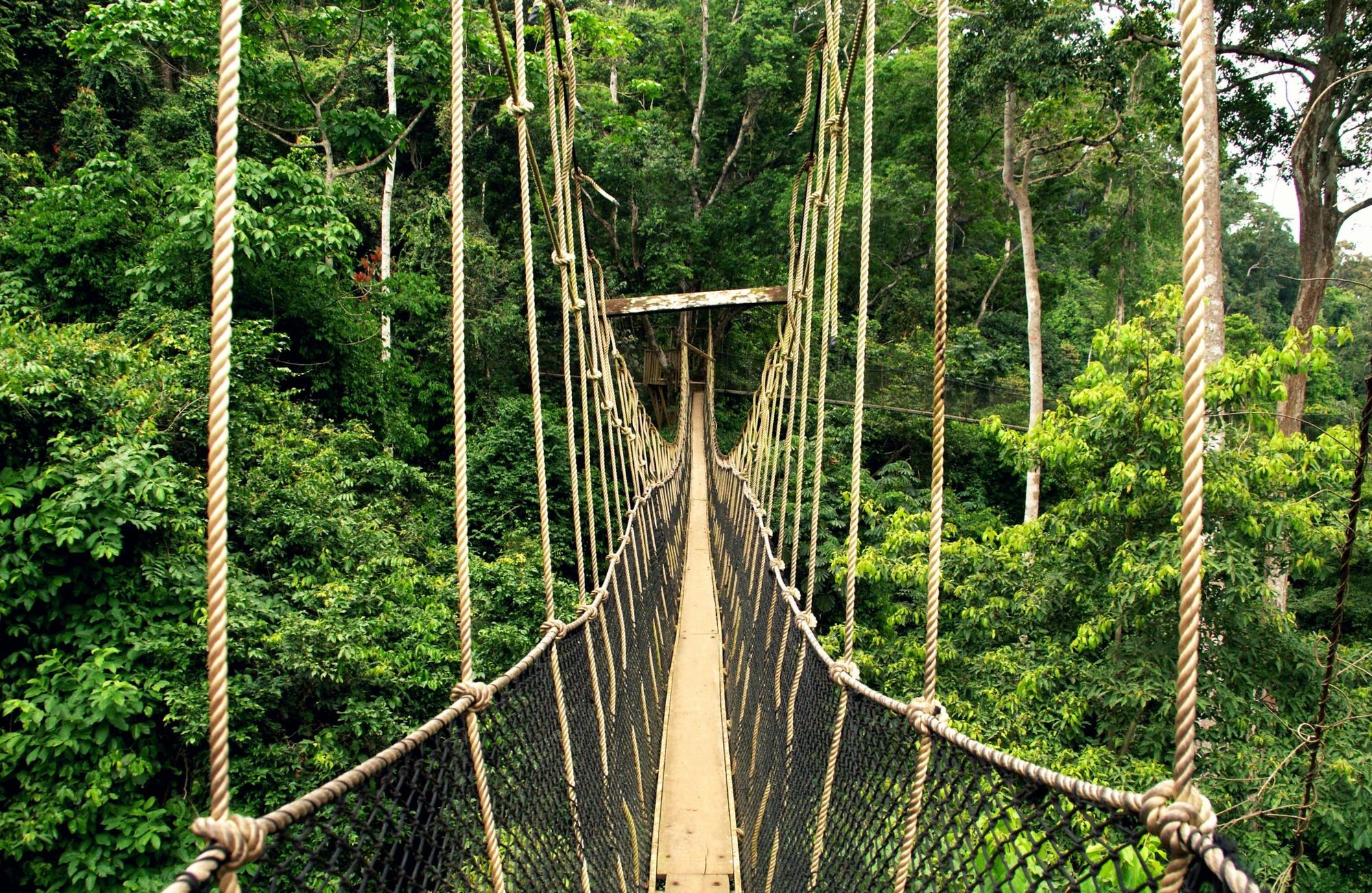 A ropebridge walkway in Kakum National Park. Photo: Getty