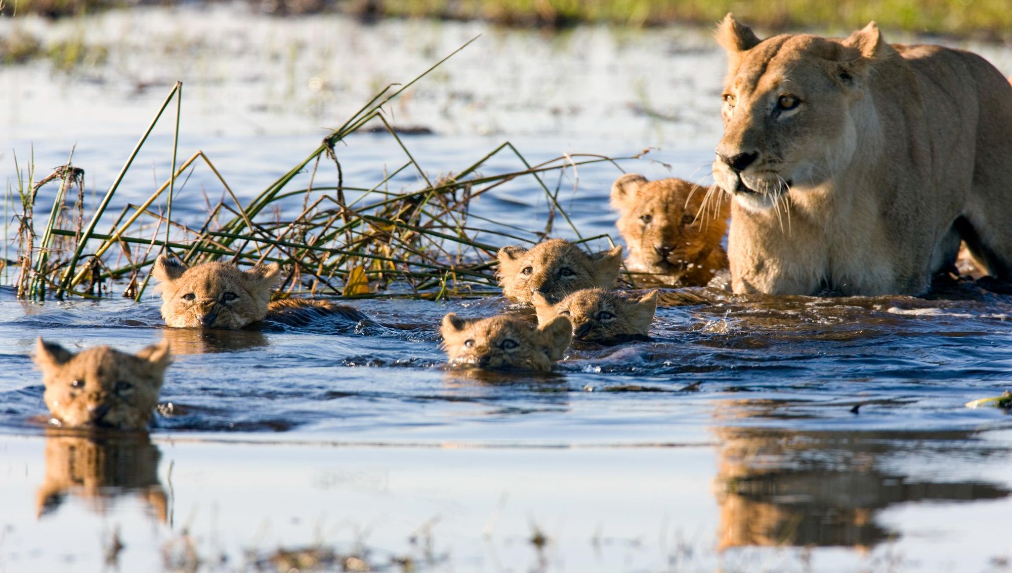 Litter of lion cubs swimming with their mother in the Okavango Delta, Botswana. Photo: Getty