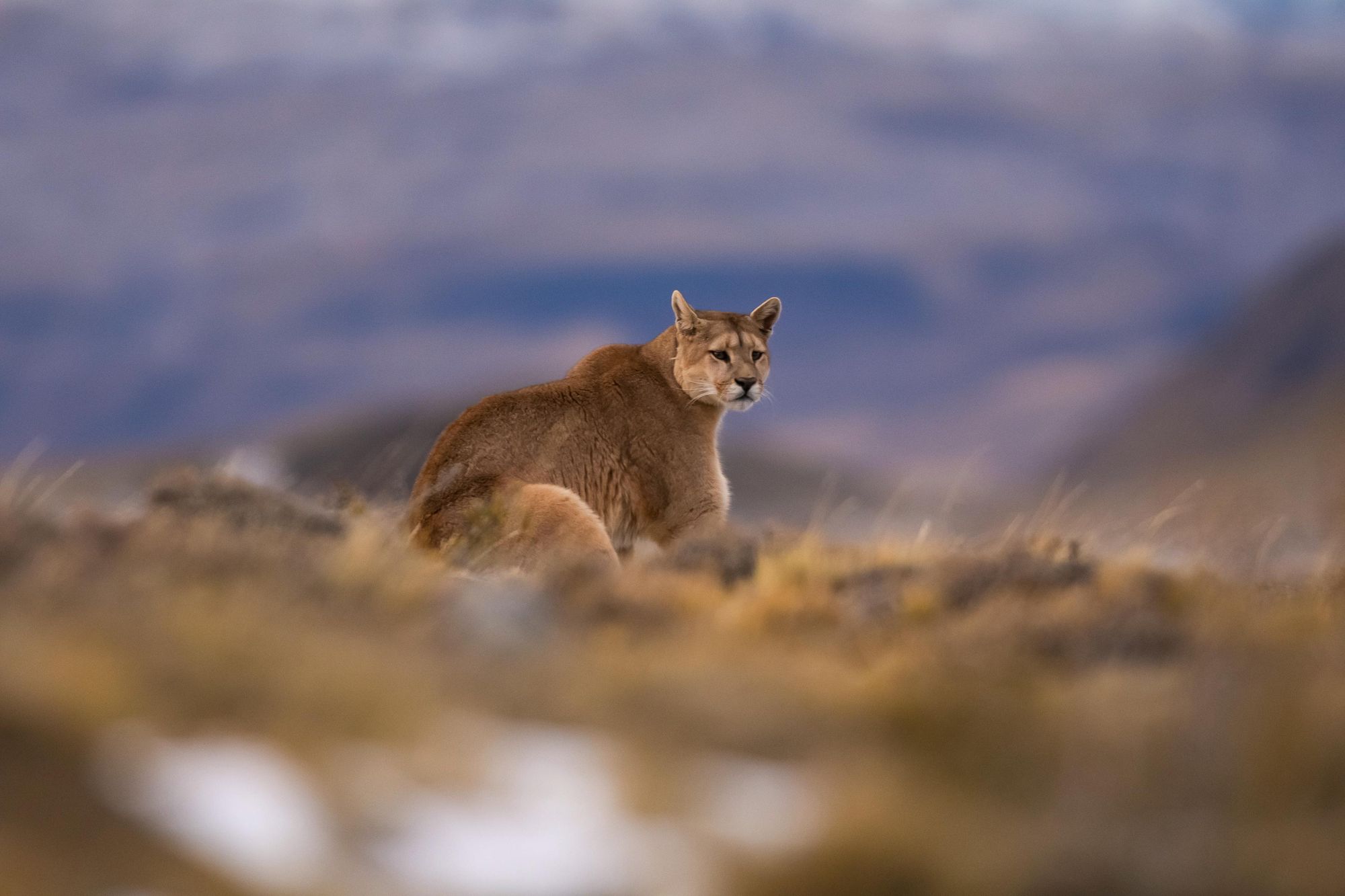 A prowling puma in Parque Patagonia, in the wilderness of Argentina. Photo: Getty