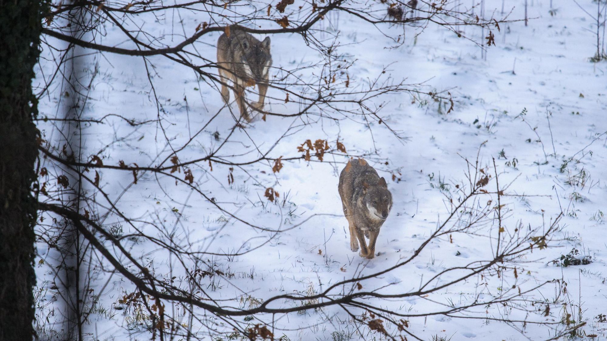 Wolves lope through the snow in the Abruzzo Mountains.