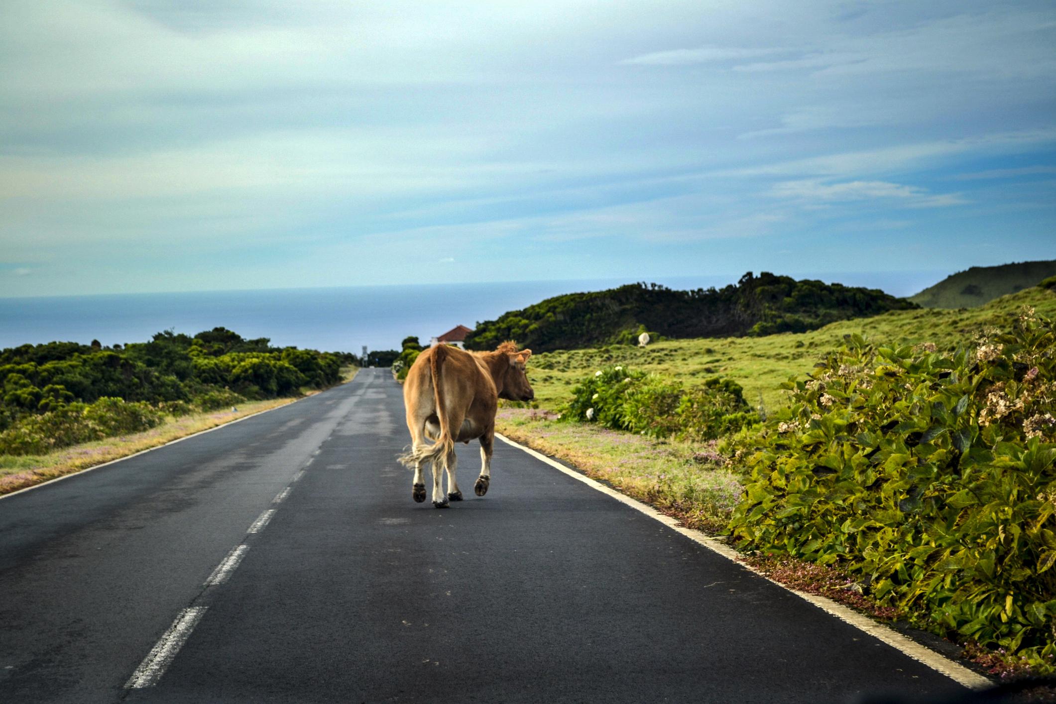 Be prepared to see a fair few of these guys if you're driving around the Azores. Photo: Getty