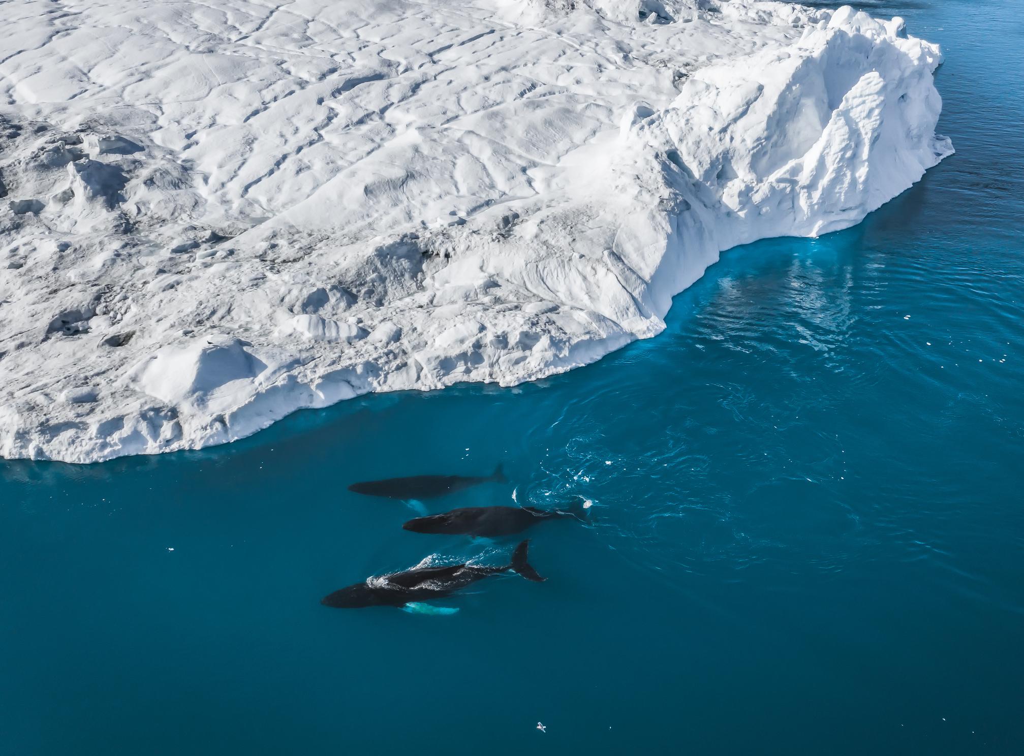 Three humpback Whale swim near the Jakobshavn glacier, around Disko Bay, Greenland. Photo: Getty