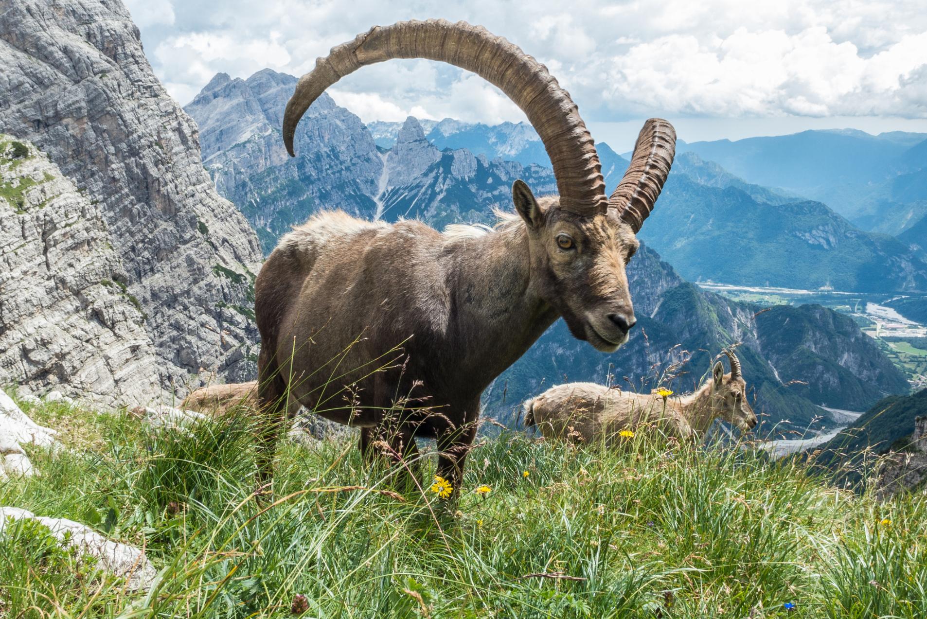 Ibex live on the rocky slopes of the Dolomites. Photo: Getty.