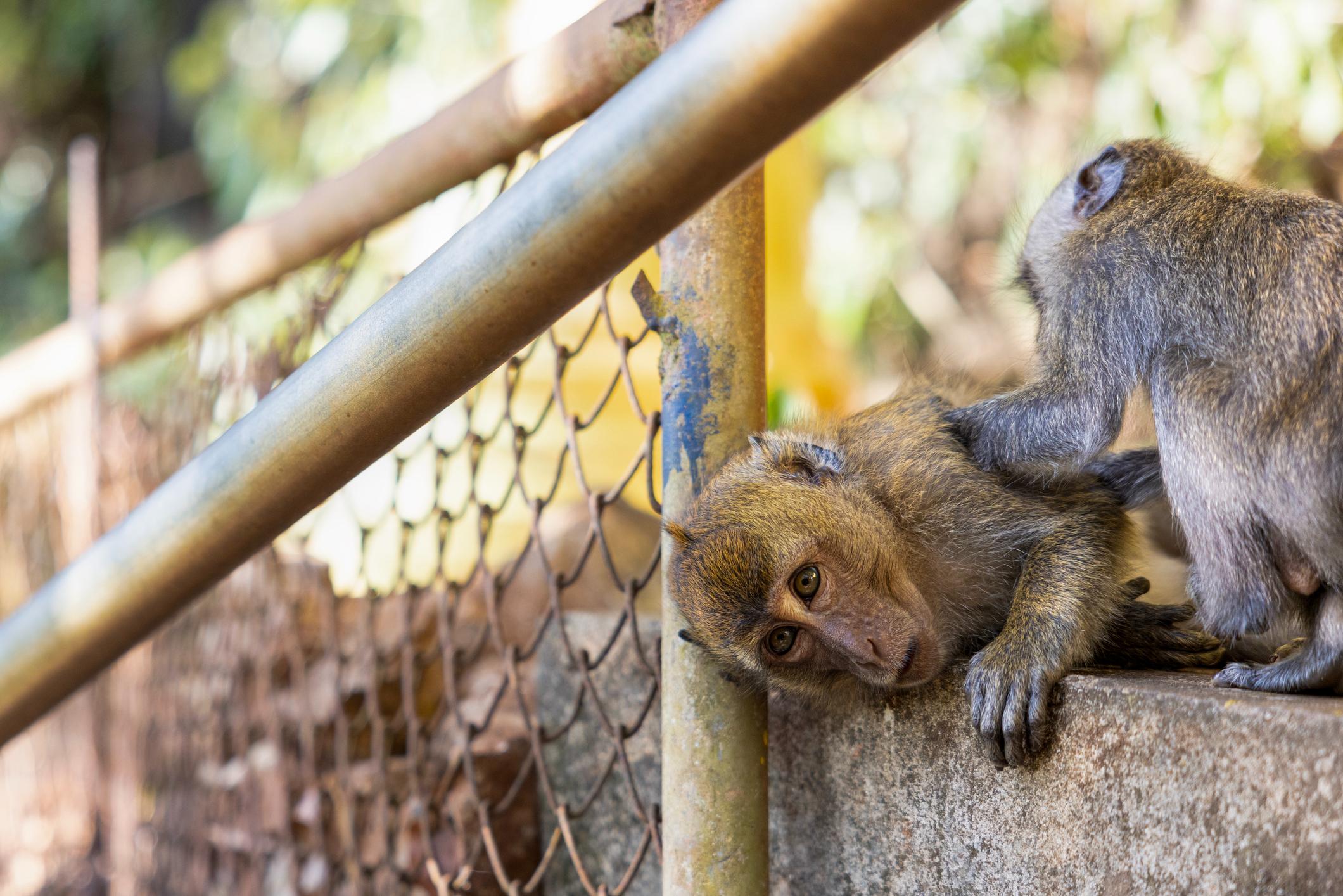 Monkeys at the Tiger Cave Temple. Photo: Getty.