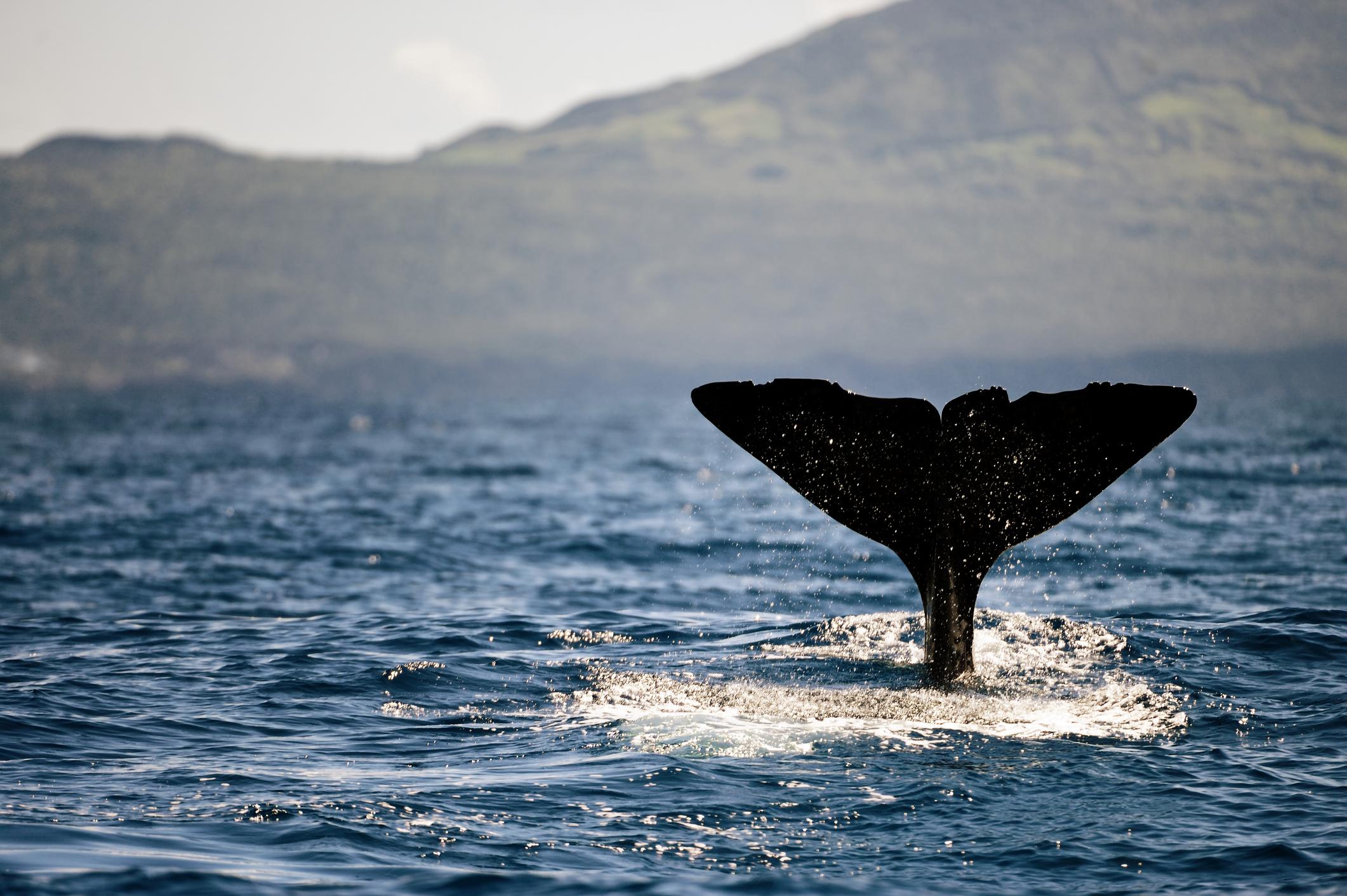 A sperm whale spotted off Pico Island in the Azores. Photo: Getty