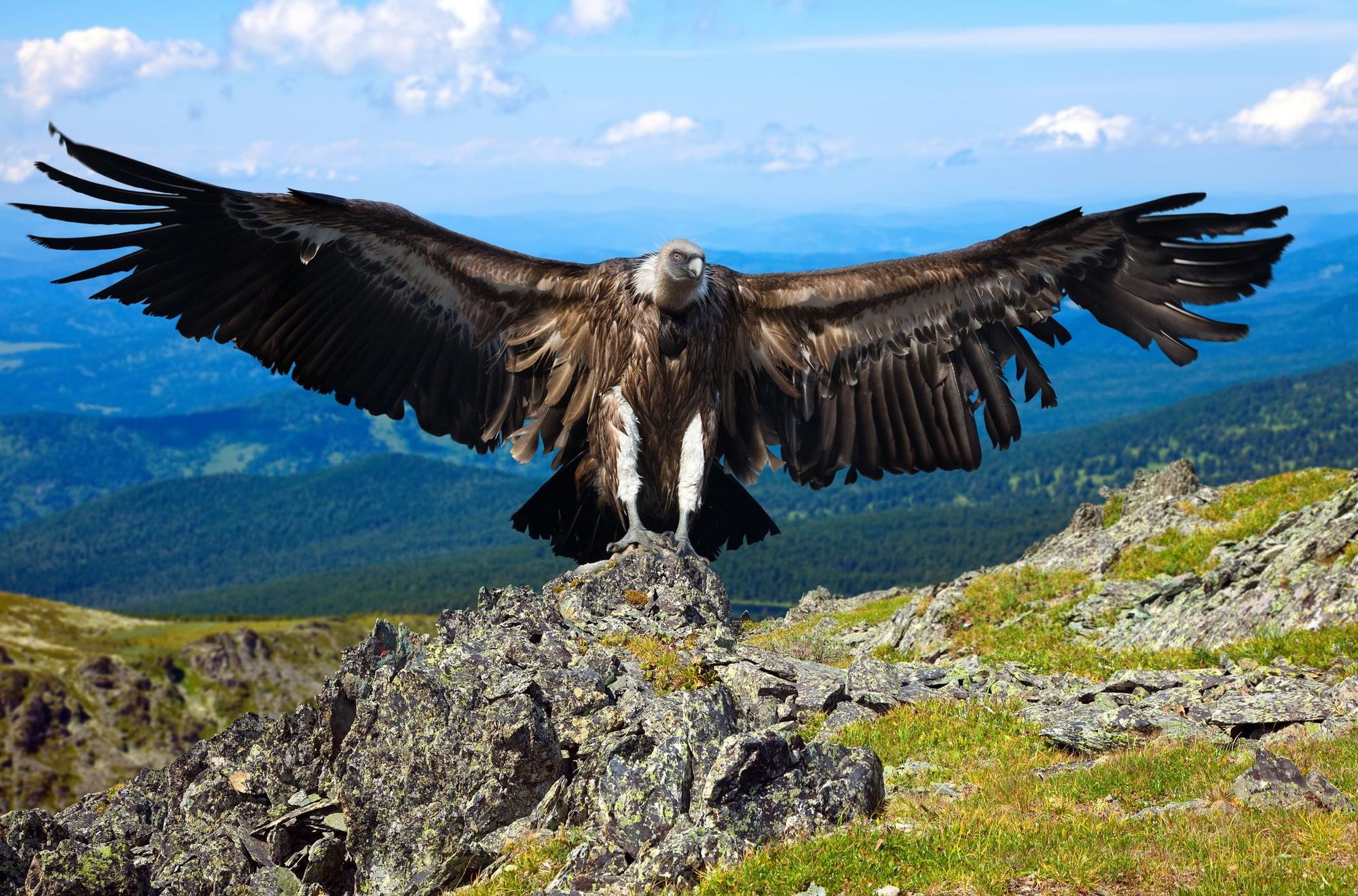 The enormous wingspan of an Andean Condor. Photo: Getty