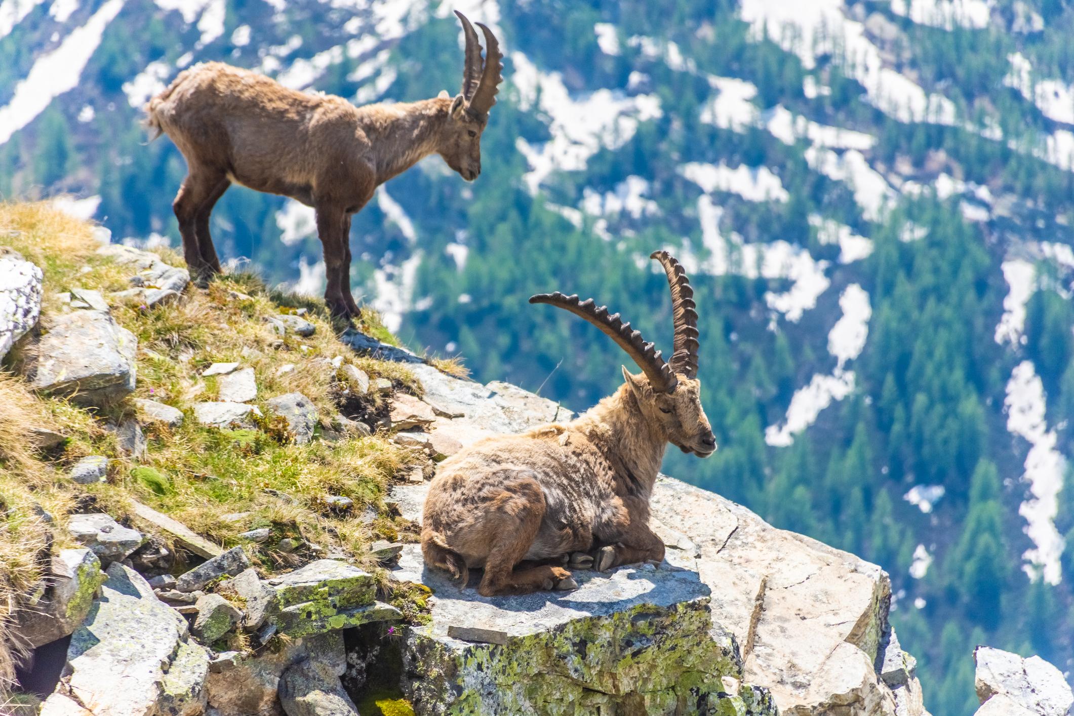 A pair of ibex, high in the mountains of France. Photo: Getty