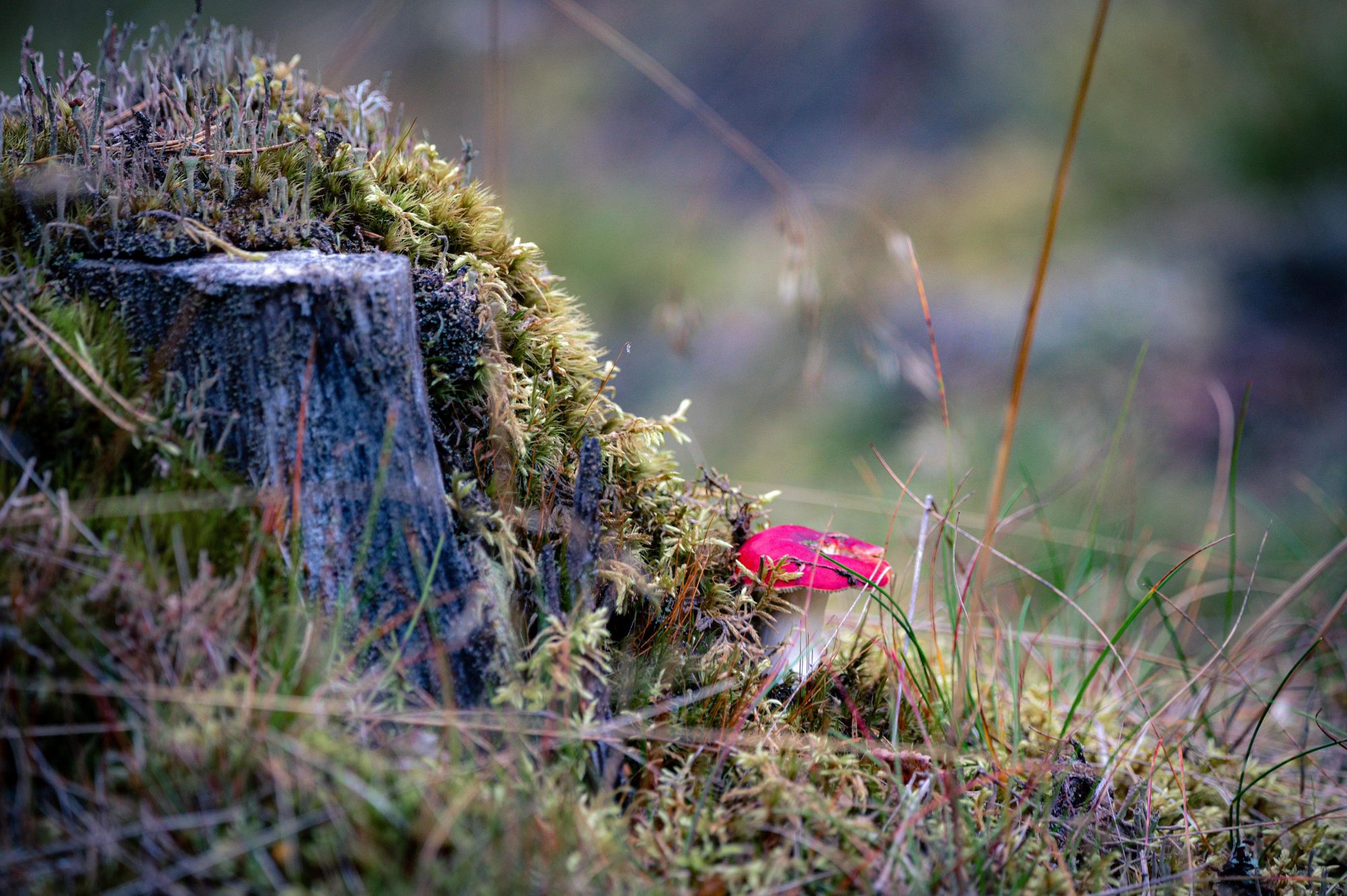 A small red mushroom emerging from the mossy forest floor.