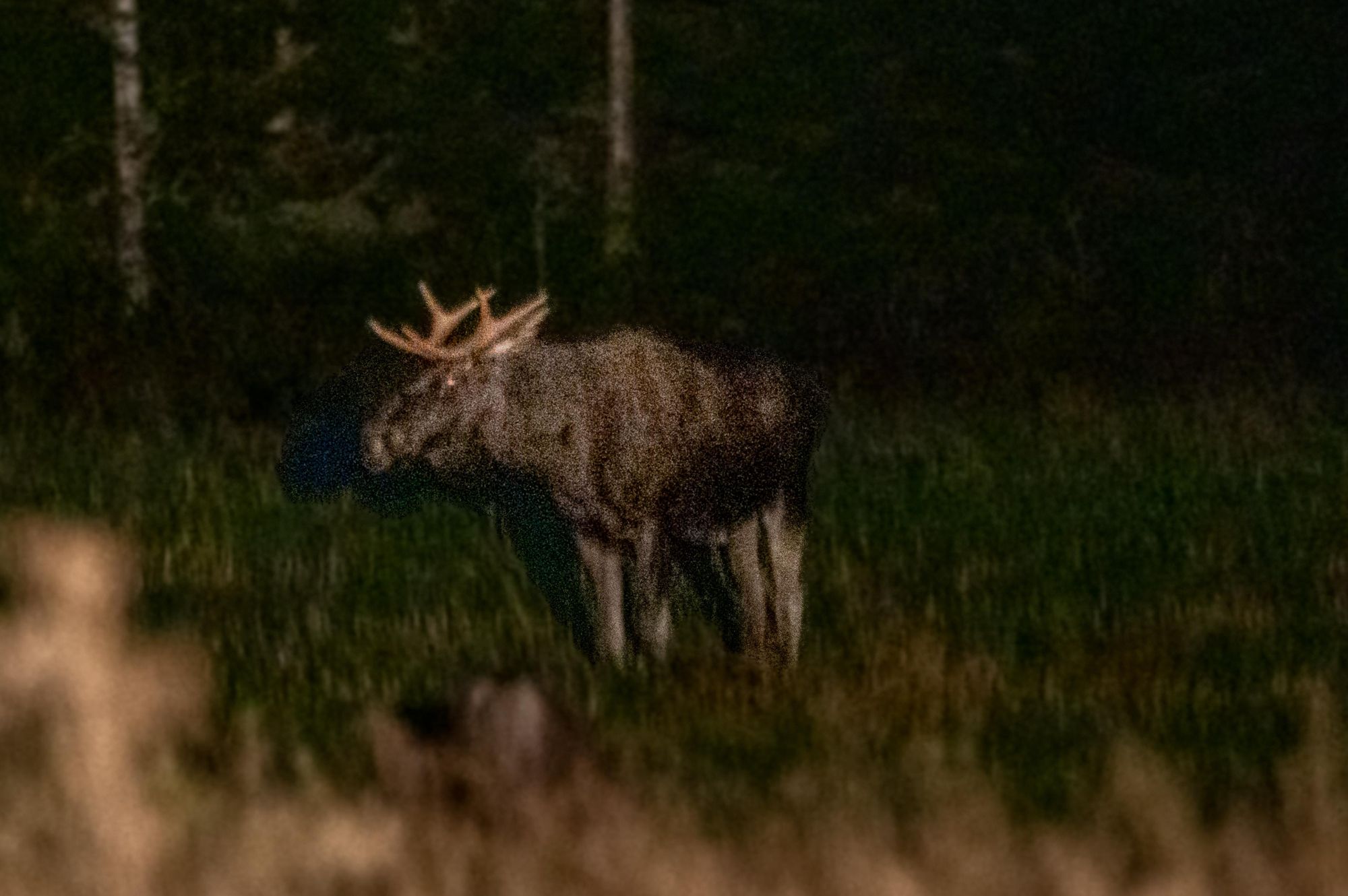 A moose in a clearing in the dark of night.