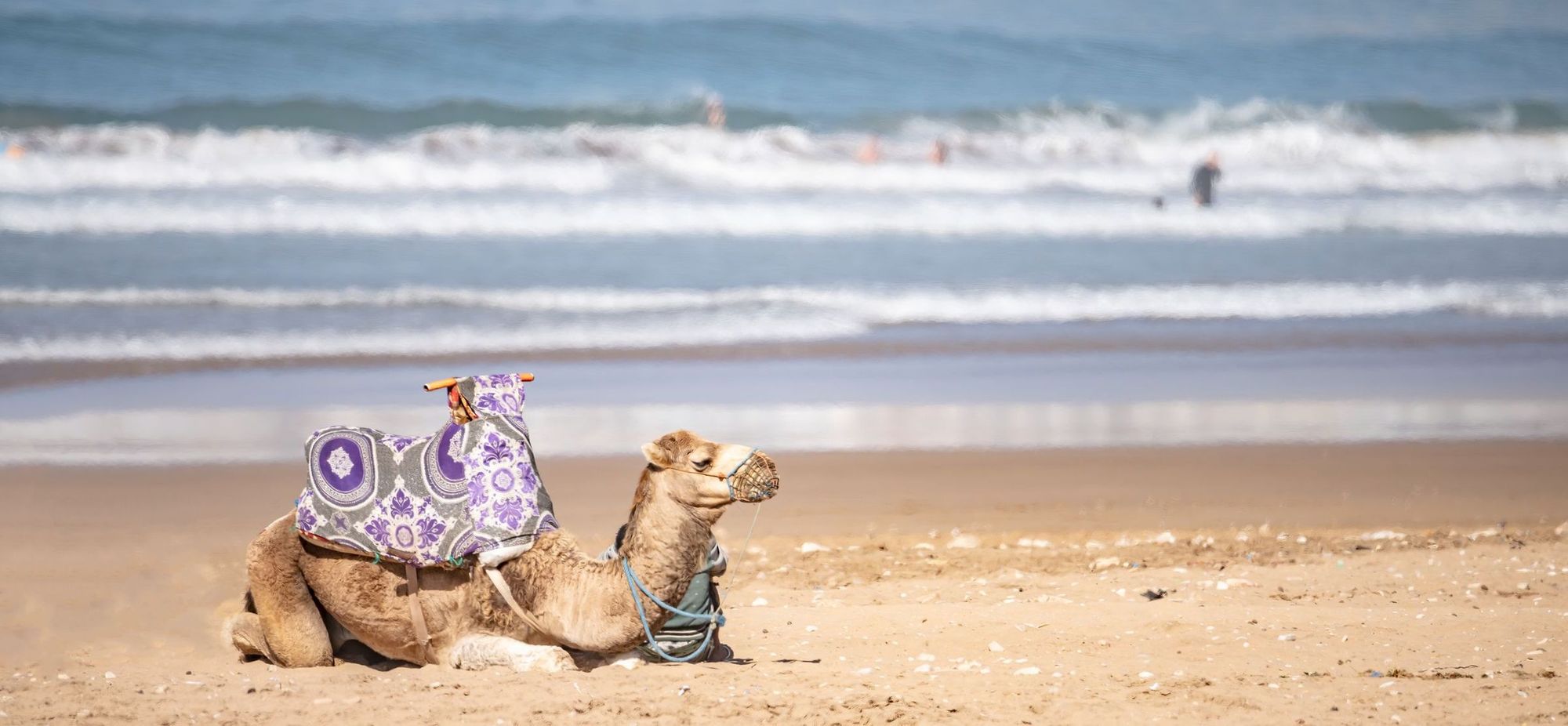 A camel takes a break on the beach of Taghazout. Photo: Getty.