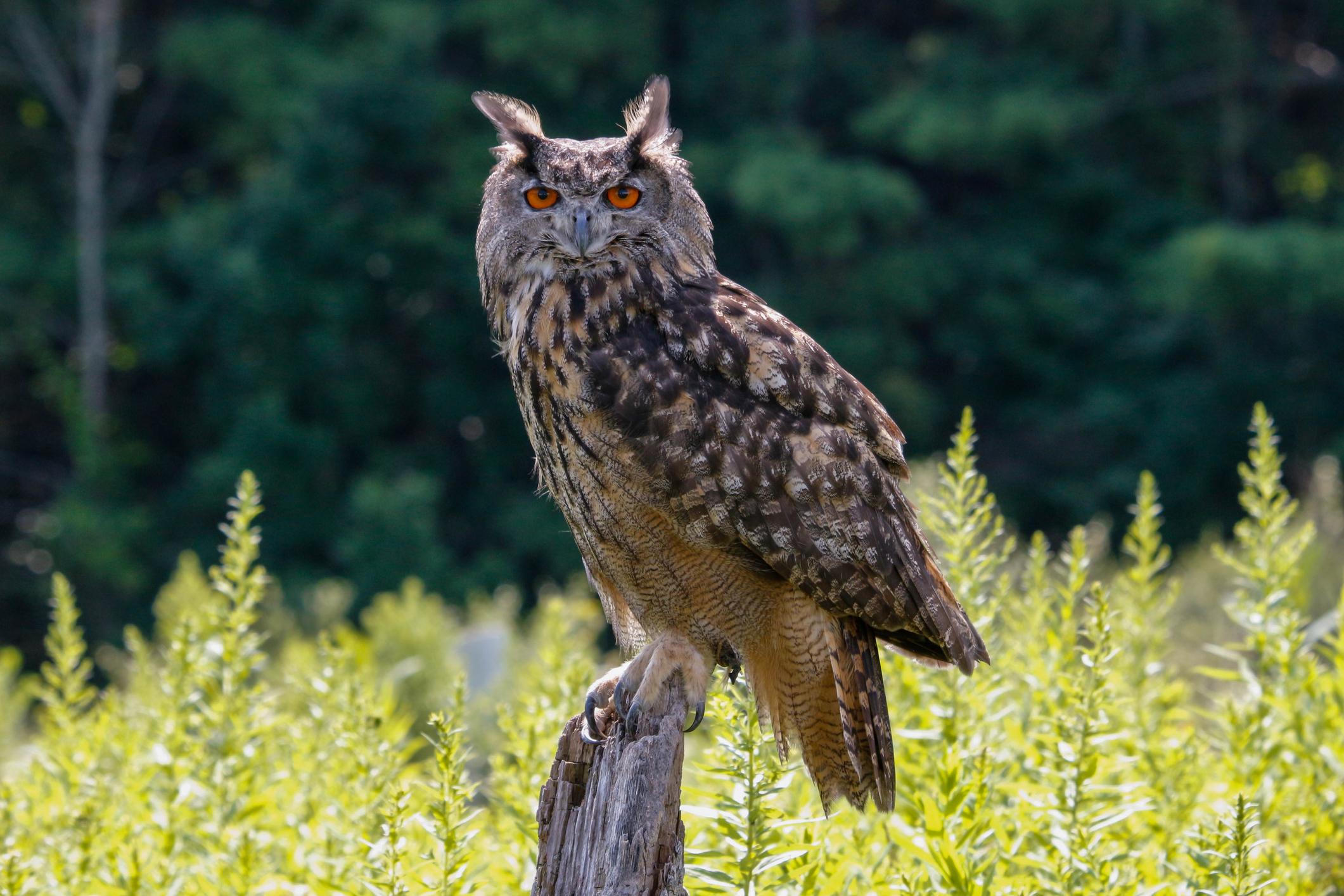 Eurasian eagle owl. Photo: Getty.