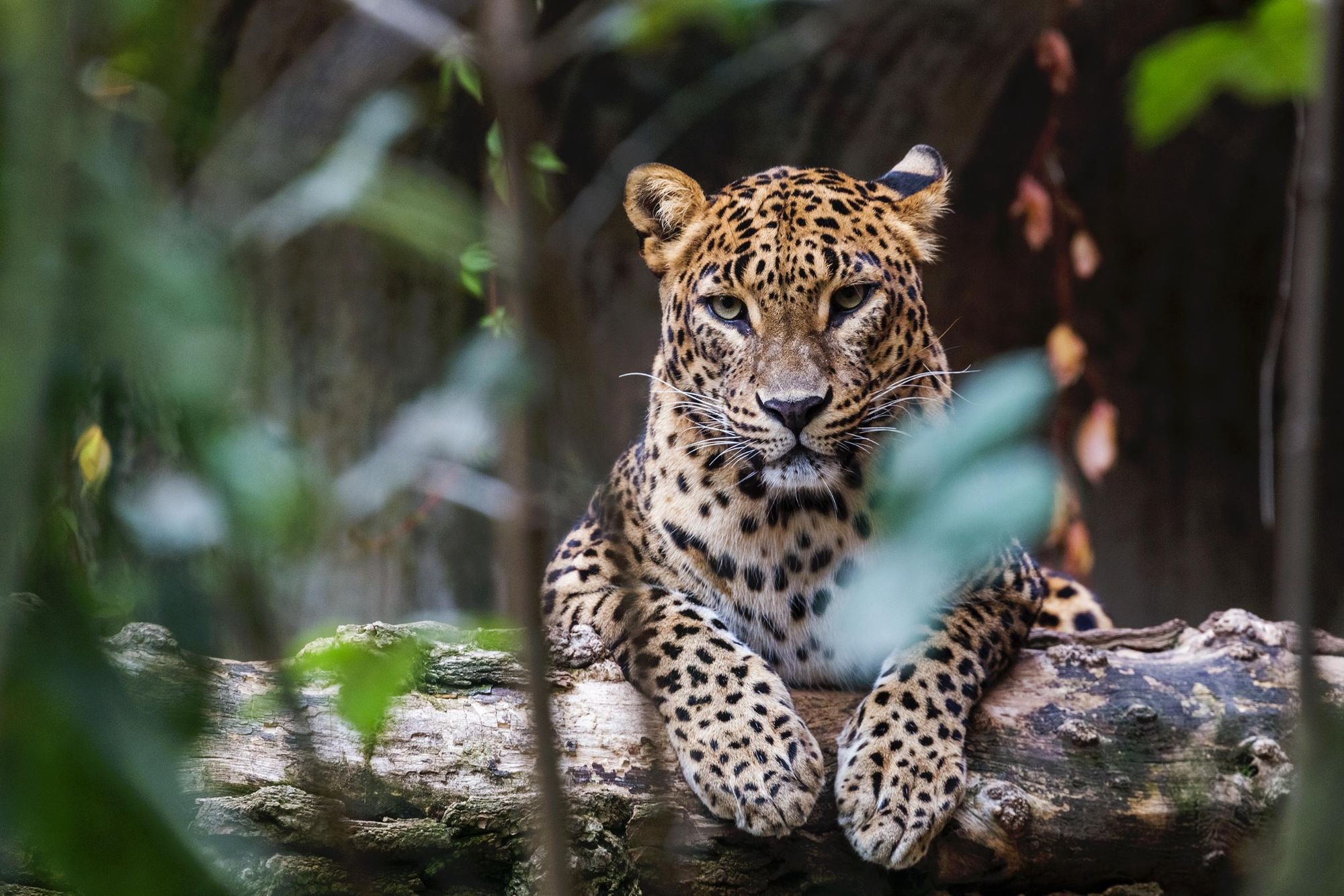 The beautiful Sri Lankan leopard. Photo: Getty.