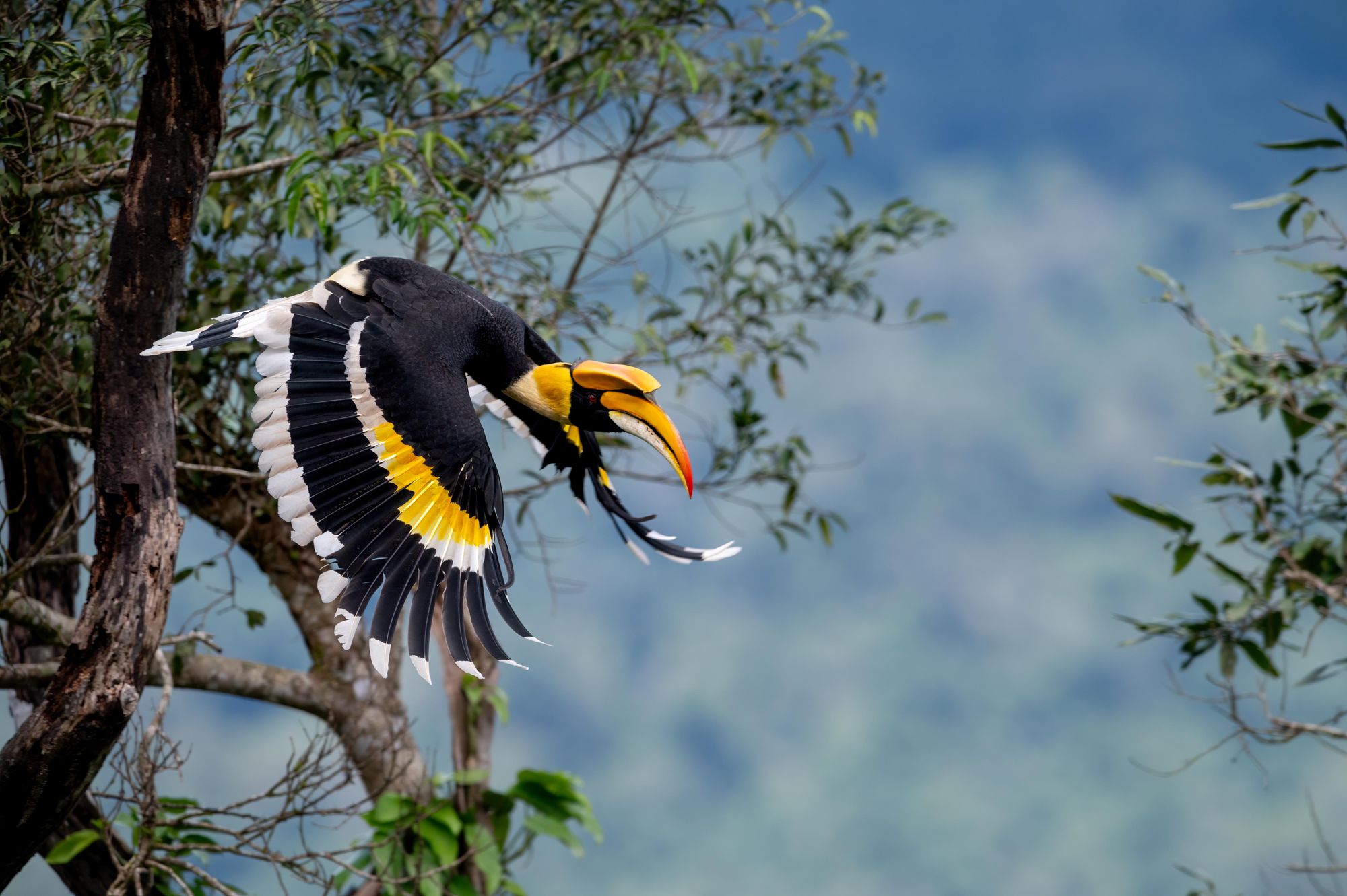 A Great Hornbill in Kaeng Krachan National Park in Thailand. Photo: Getty