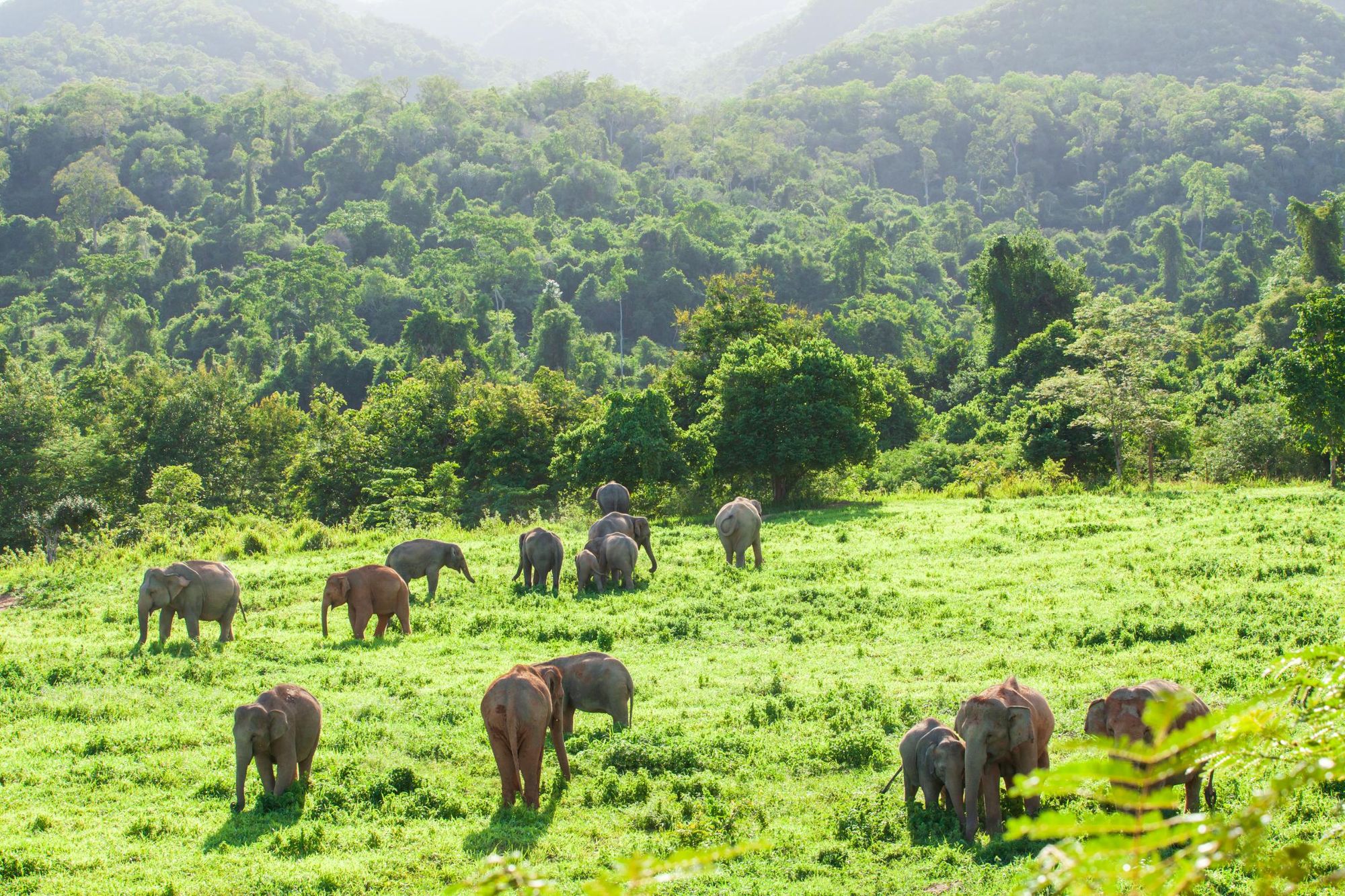 Elephants in Kui Buri National Park. Photo: Getty