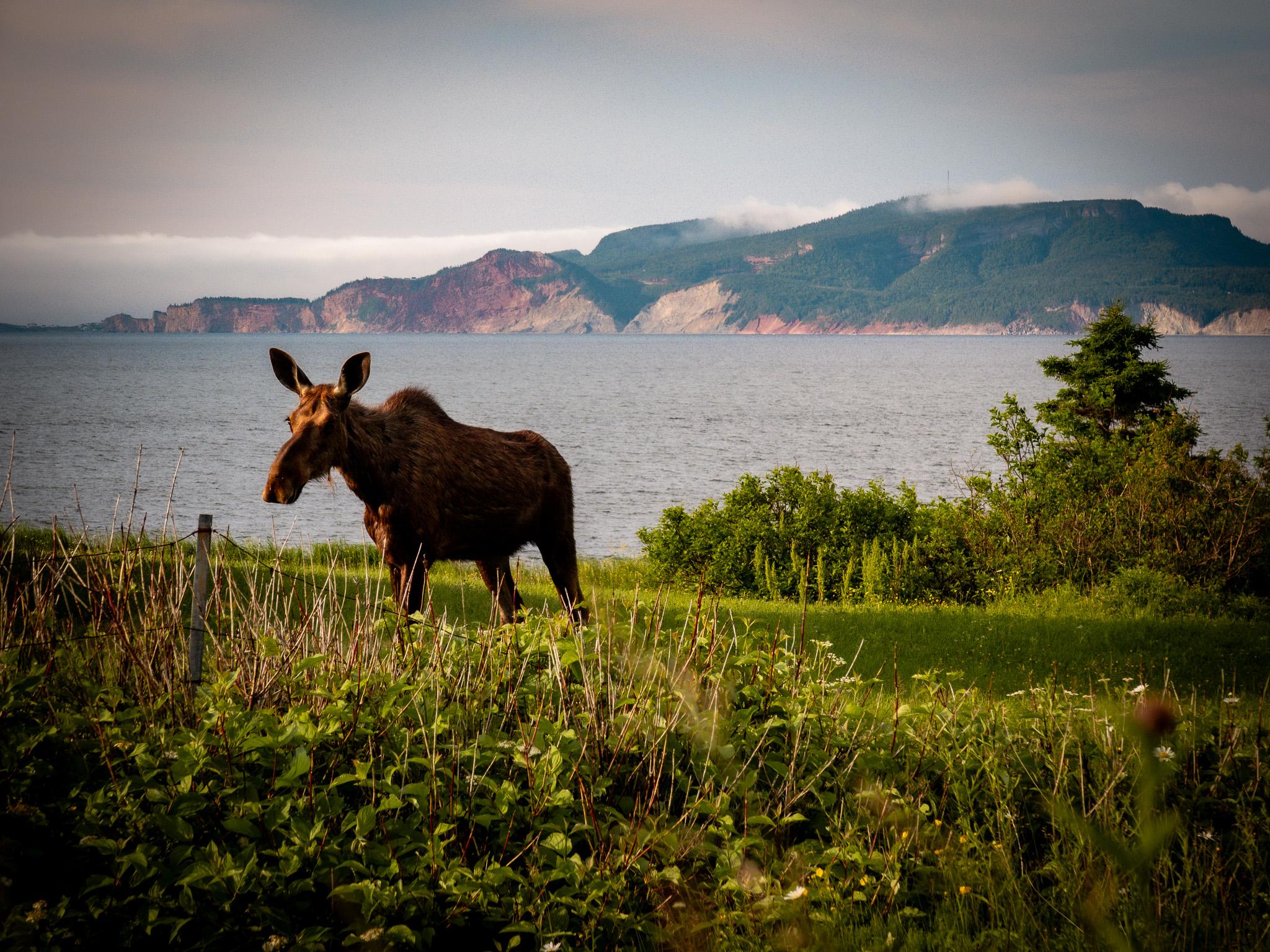 The local wildlife - a female moose on the cycle. Photo: Markus Stitz