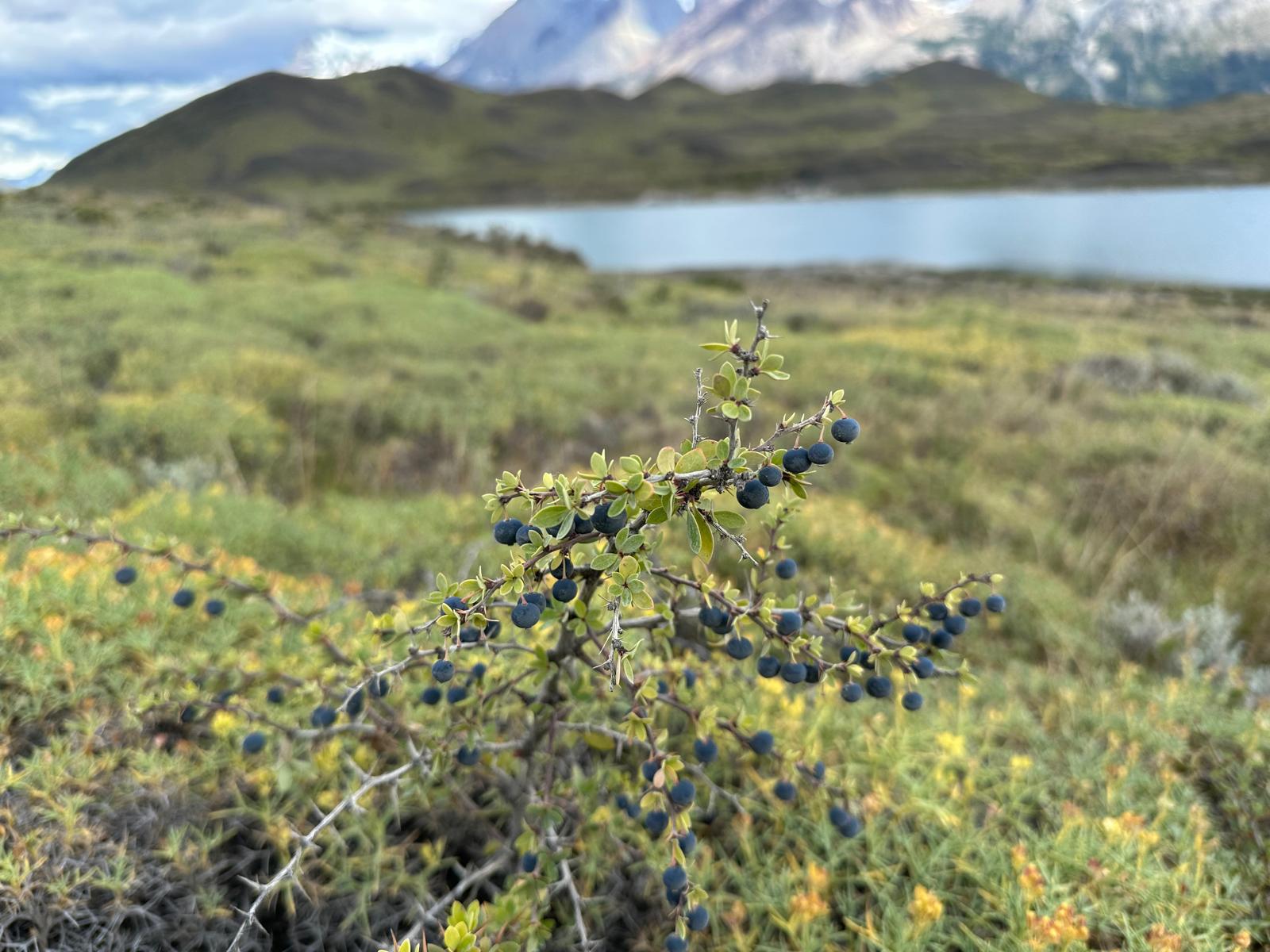 Calafate berries in Patagonia. Photo: Bikram Sharma.