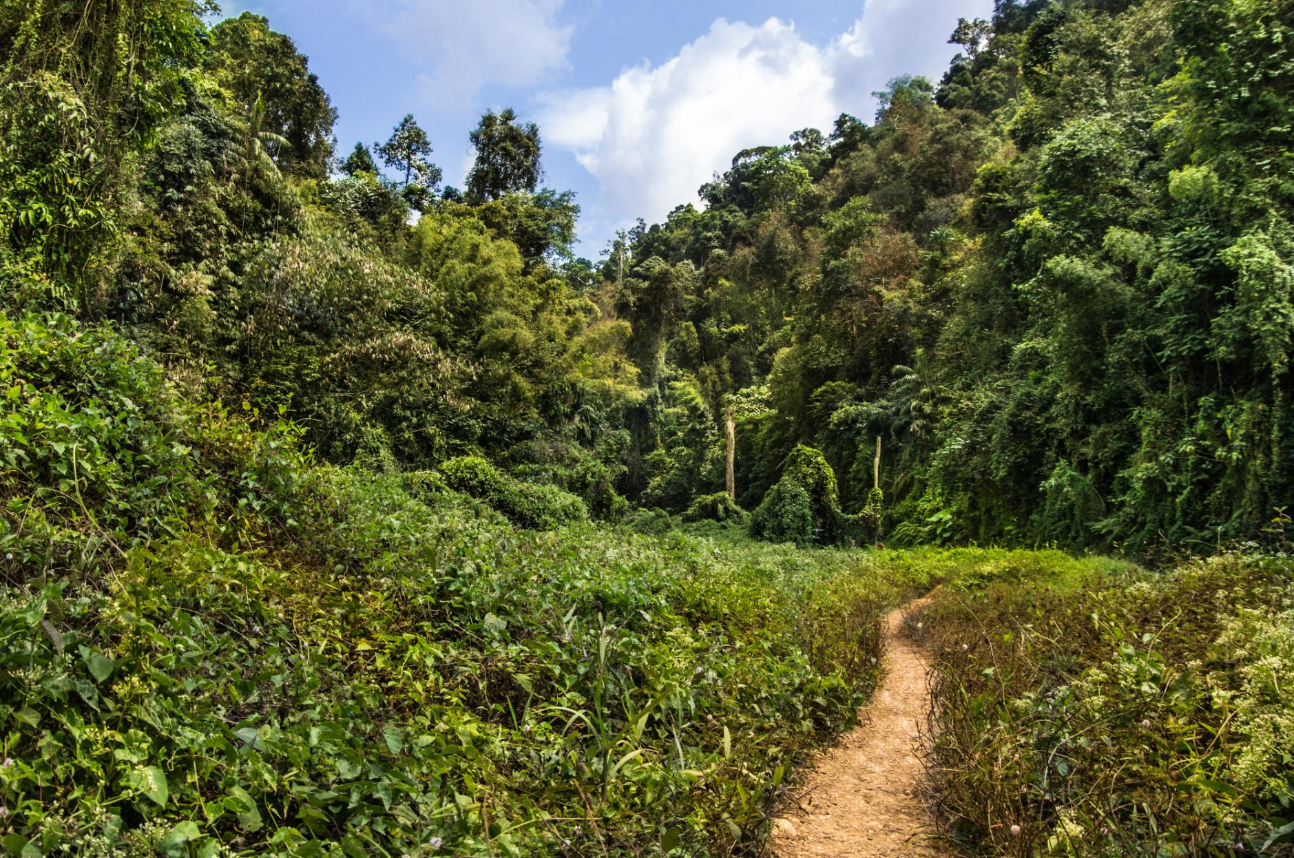 A hiking trail in Khao Sok. Photo: Getty.