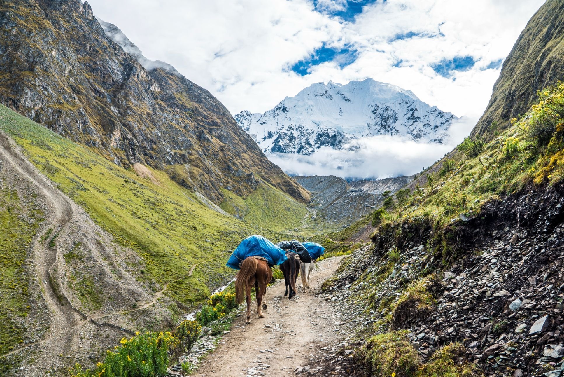 Laden mules on the Salkantay Trek. Photo: Getty.