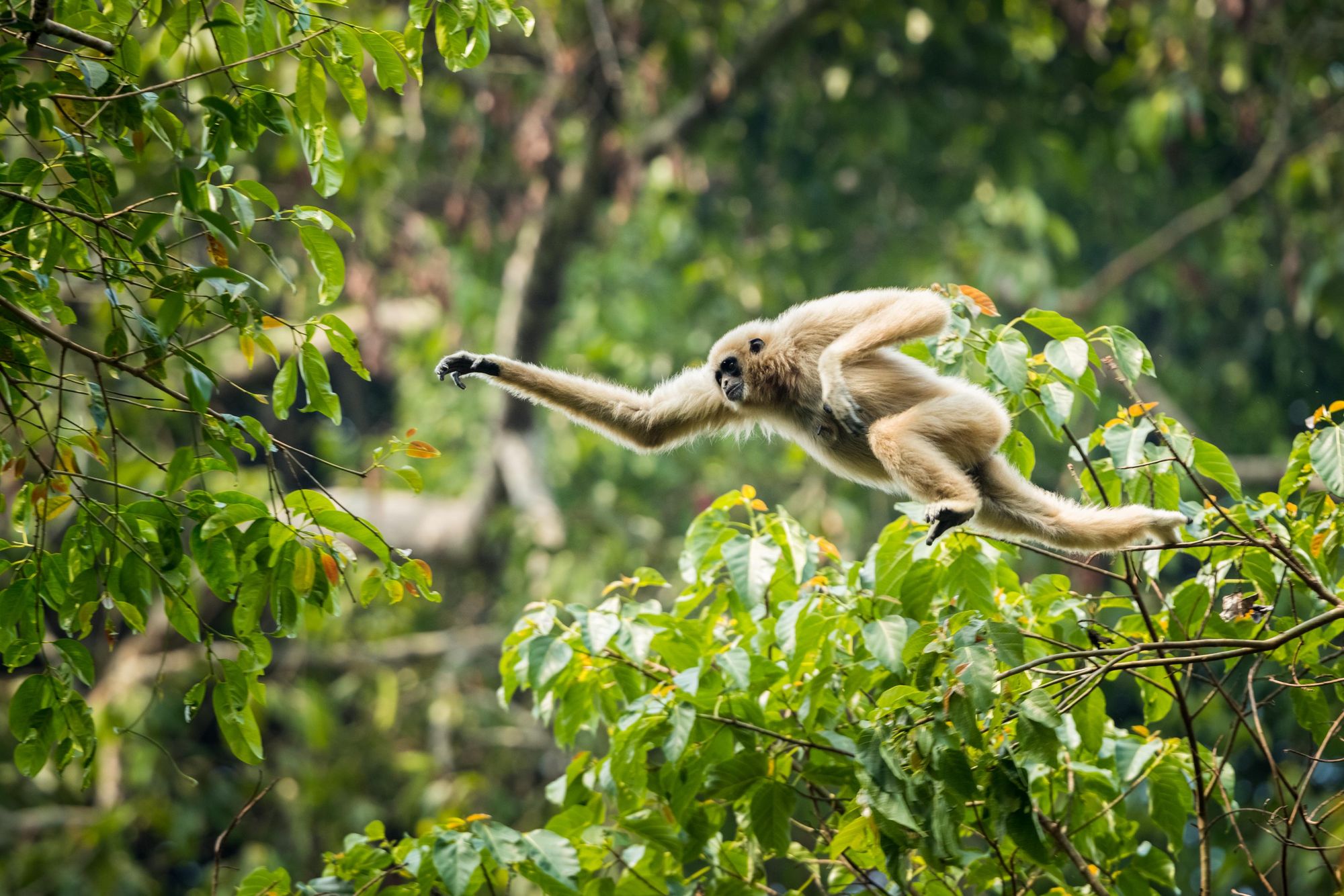 A white gibbon in Khao Yai, the oldest national park in Thailand. Photo: Getty