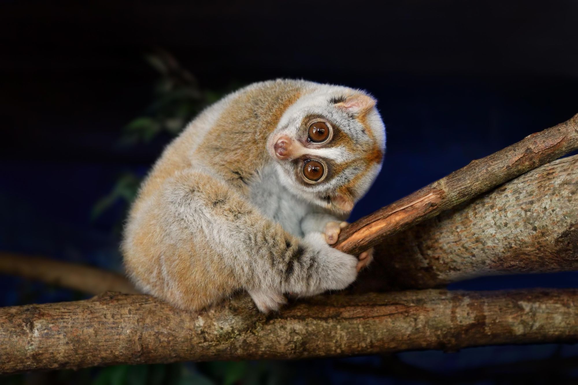 A slow loris. Photo: Getty.