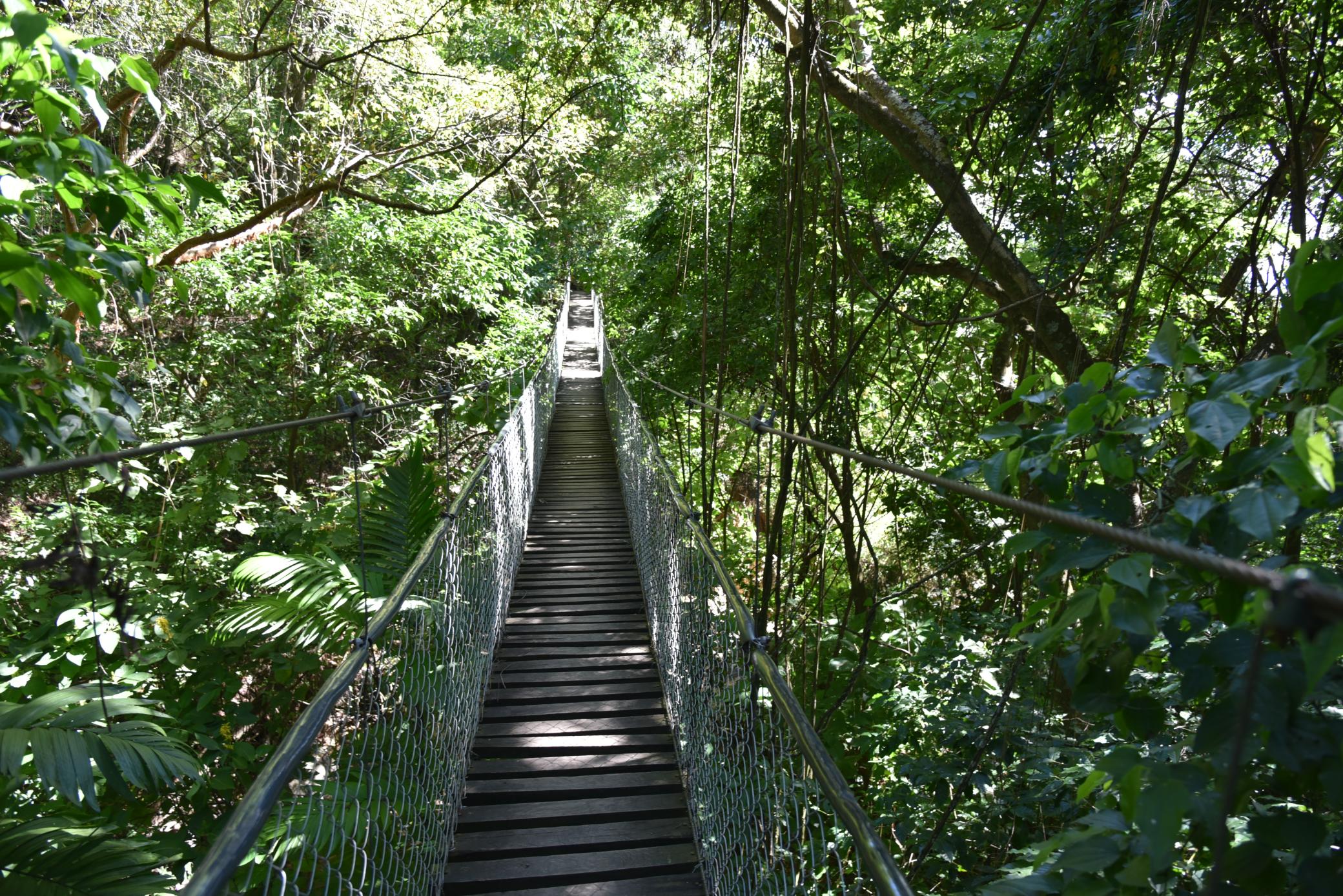 A hiking trail in the Reserva Natural Atitlán. Photo: Flickr/ Kent MacElwee