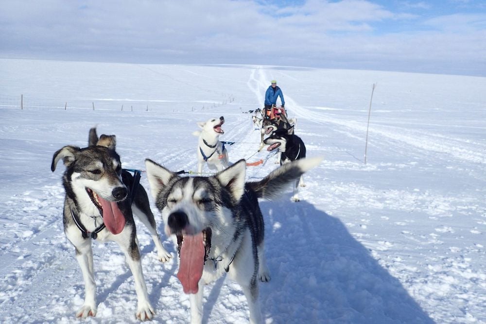 Lessons from the Arctic | Dog Sledding in Norway Adventure