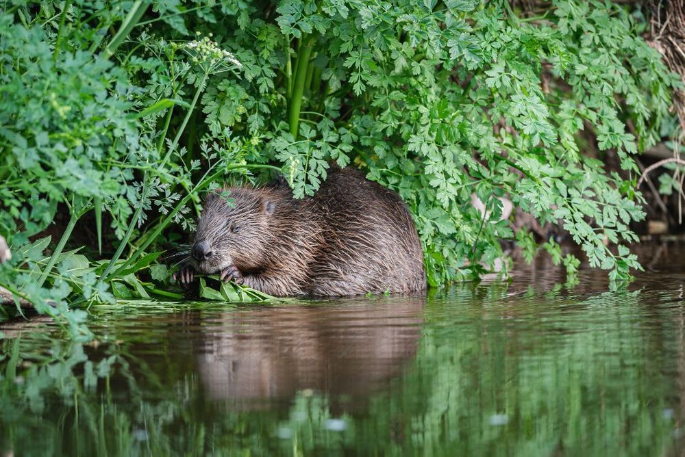 book-club-bringing-back-the-beaver-by-derek-gow