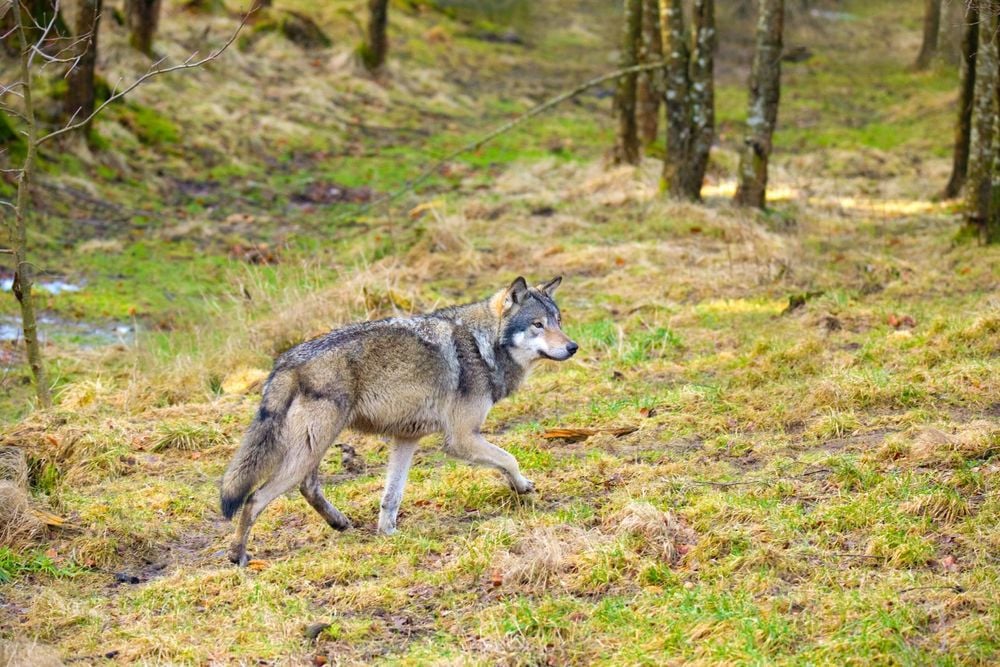 Wildlife in Norway: Your Guide to Wildlife Watching in Norway