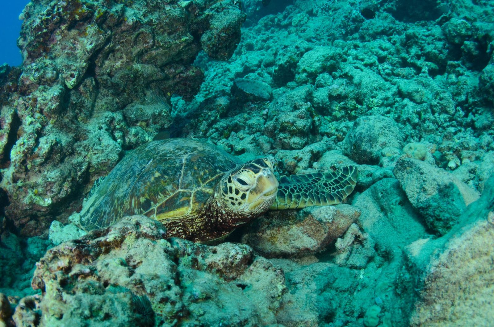 Flores, Indonesia | Inside a Turtle Conservation Centre