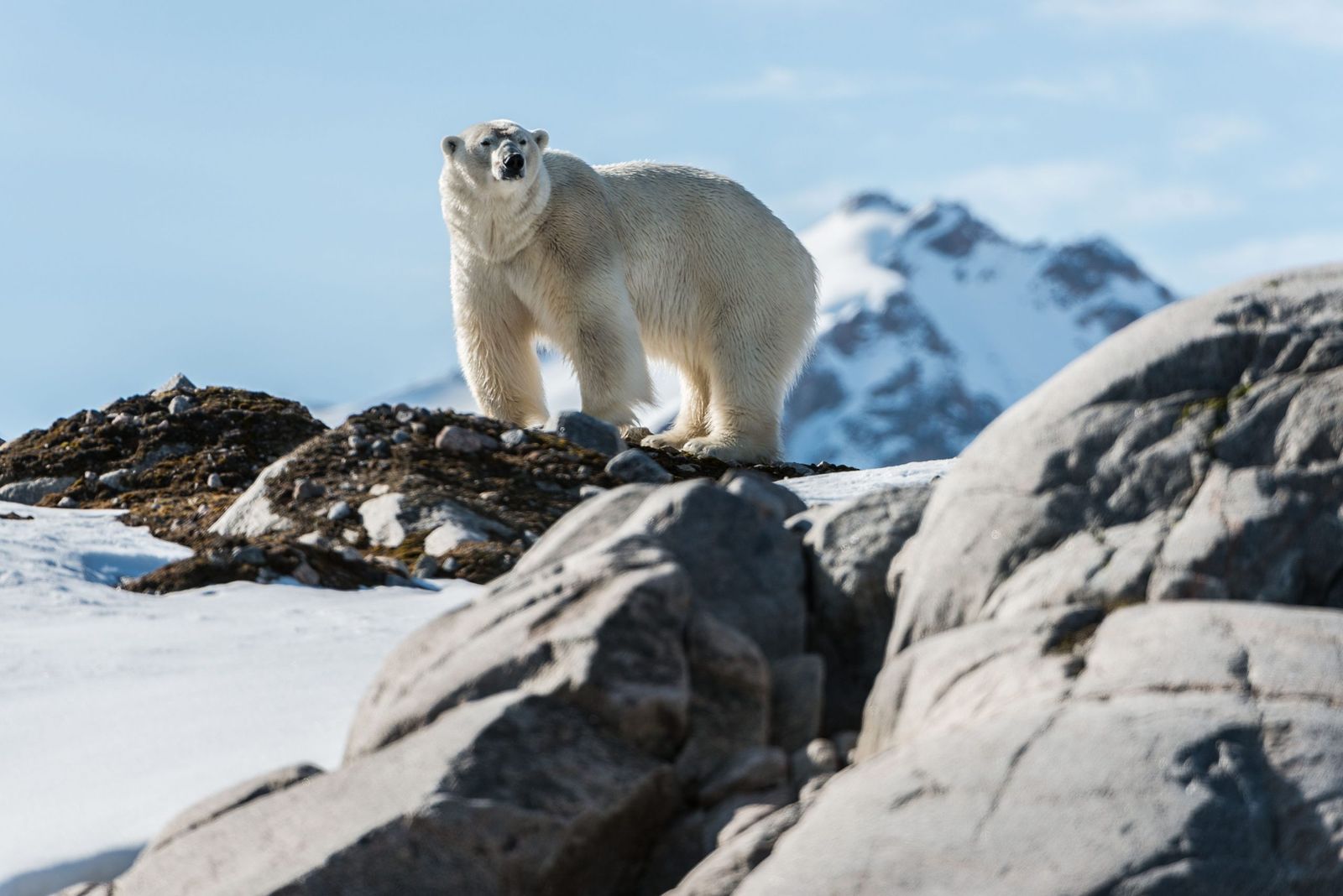 svalbard polar bear tour