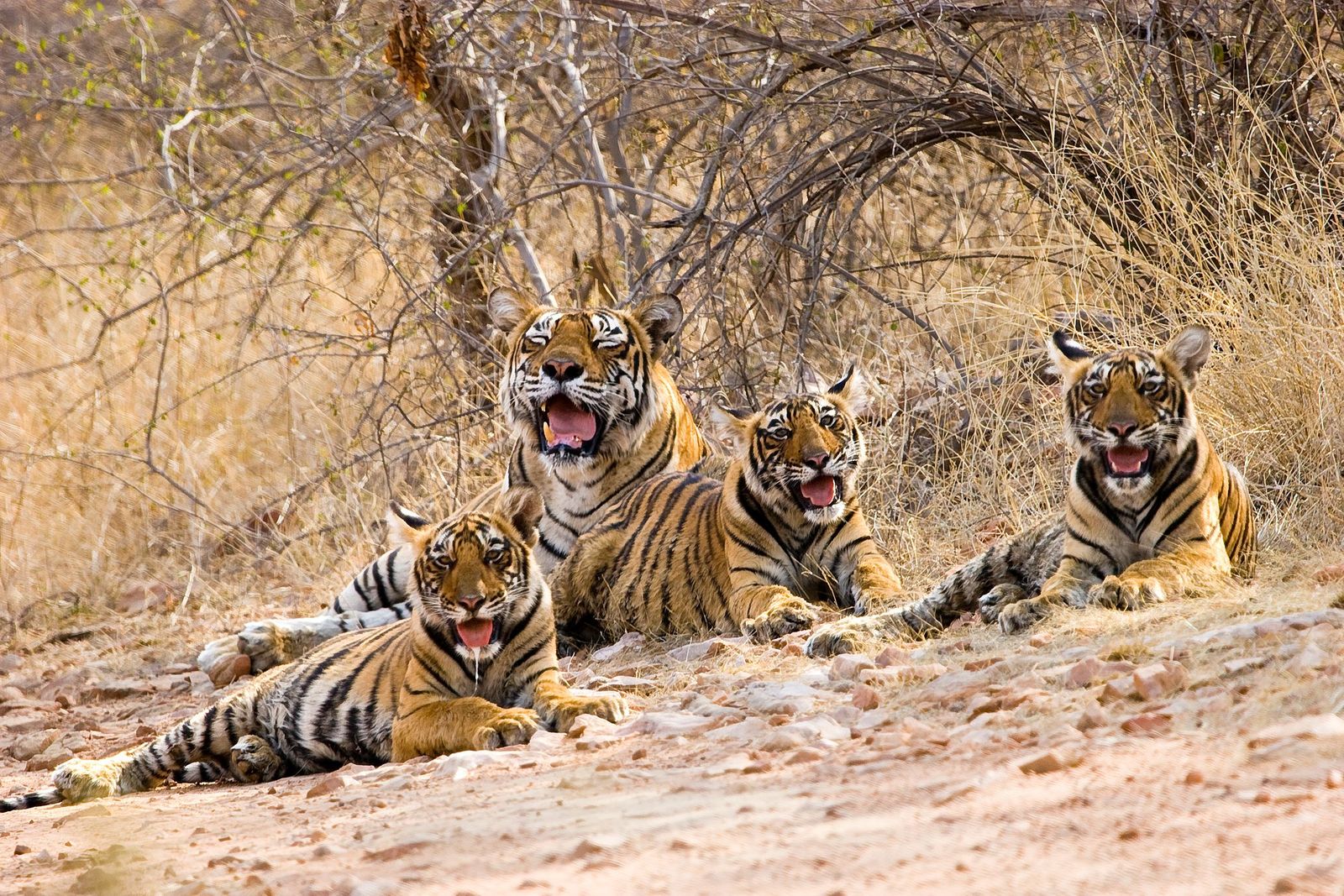 The Fascinating History of Tigers in Ranthambore National Park