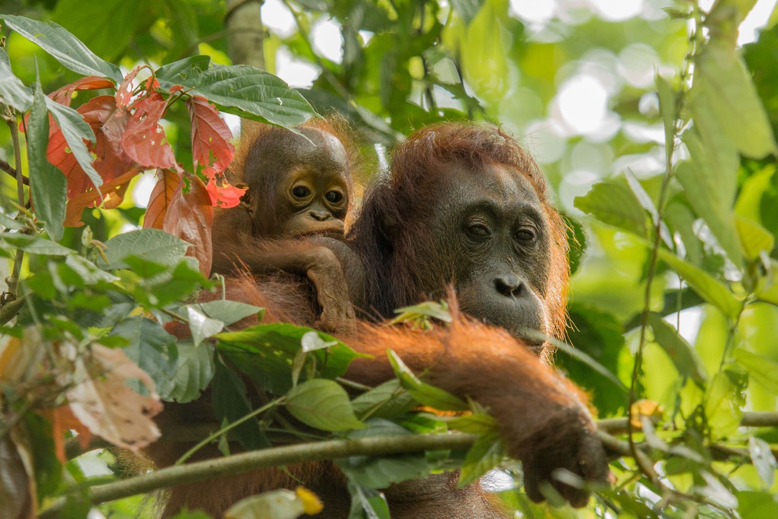 A Guide To Discovering Sarawak: Borneo, Without The Crowds