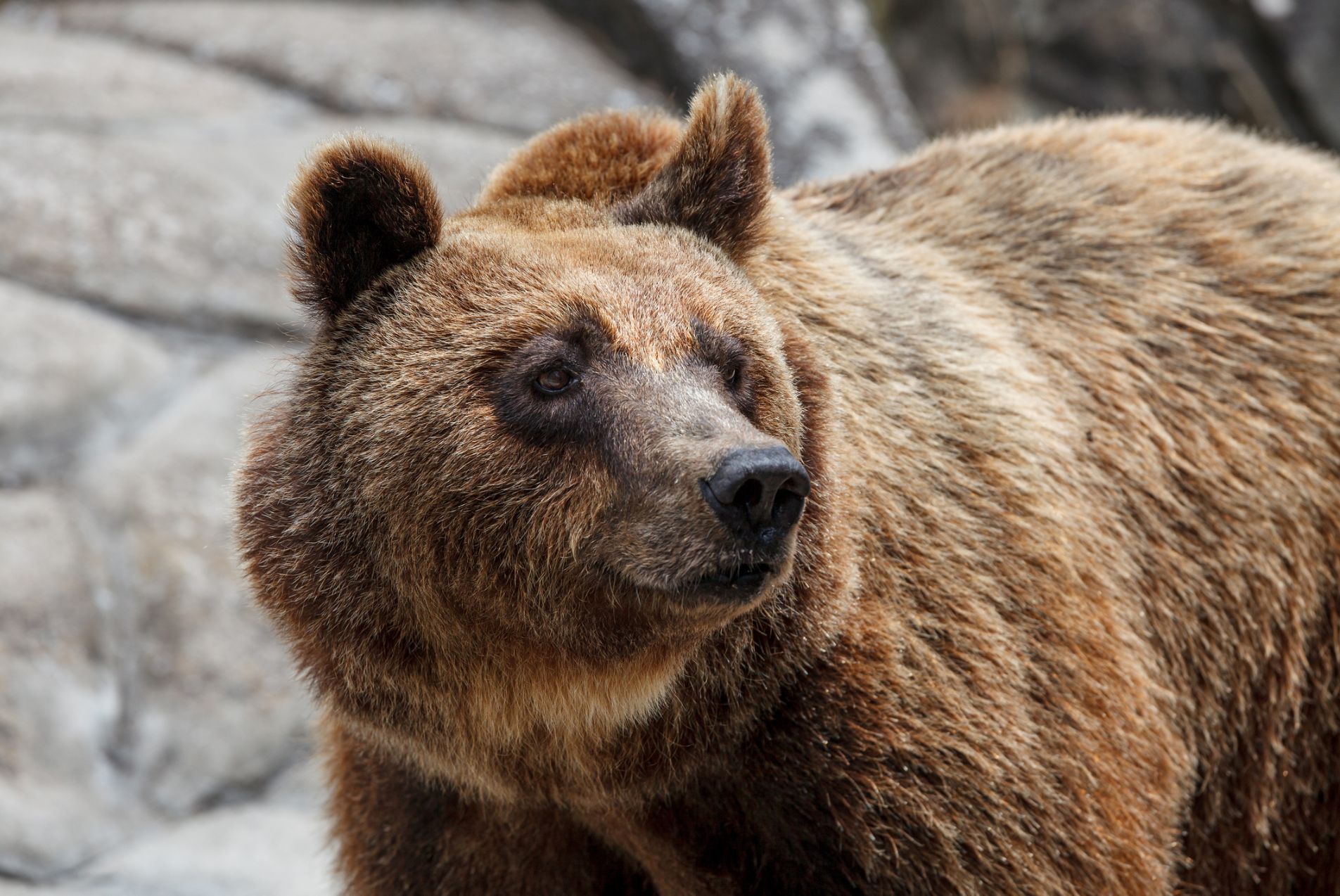Ч бурый медведь. Гризли североамериканский бурый медведь. Медведь коричневый. Бурый медведь НН. Бурый медведь Северо Запад.