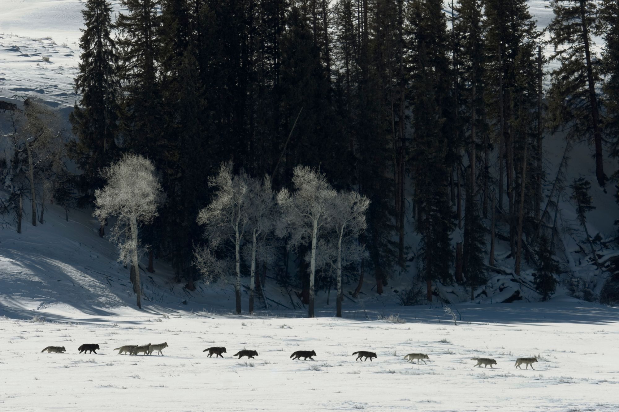 Yellowstone Rewilding: How the Rewilding of Wolves Saved Yellowstone