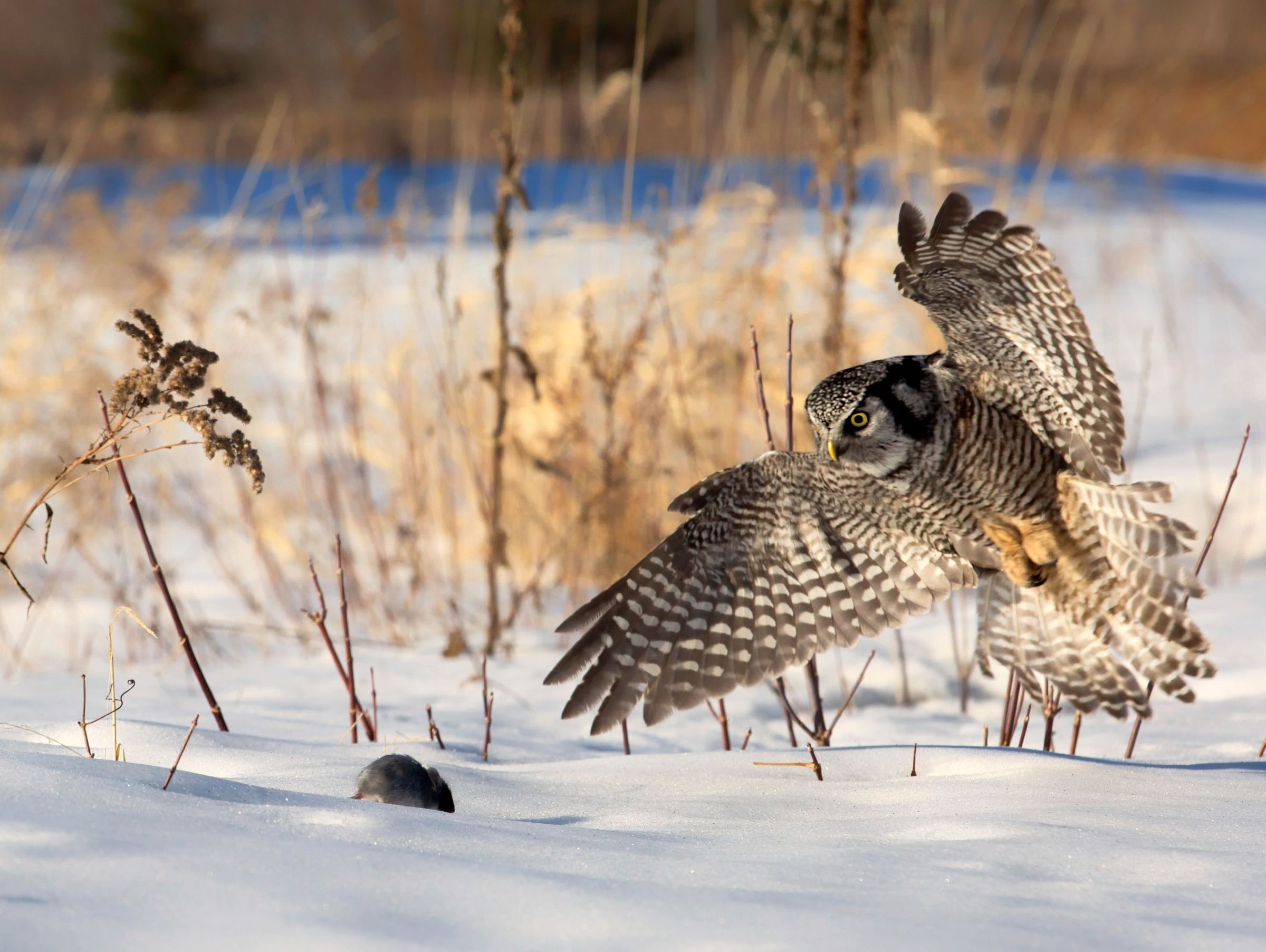 Wildlife in Norway: Your Guide to Wildlife Watching in Norway