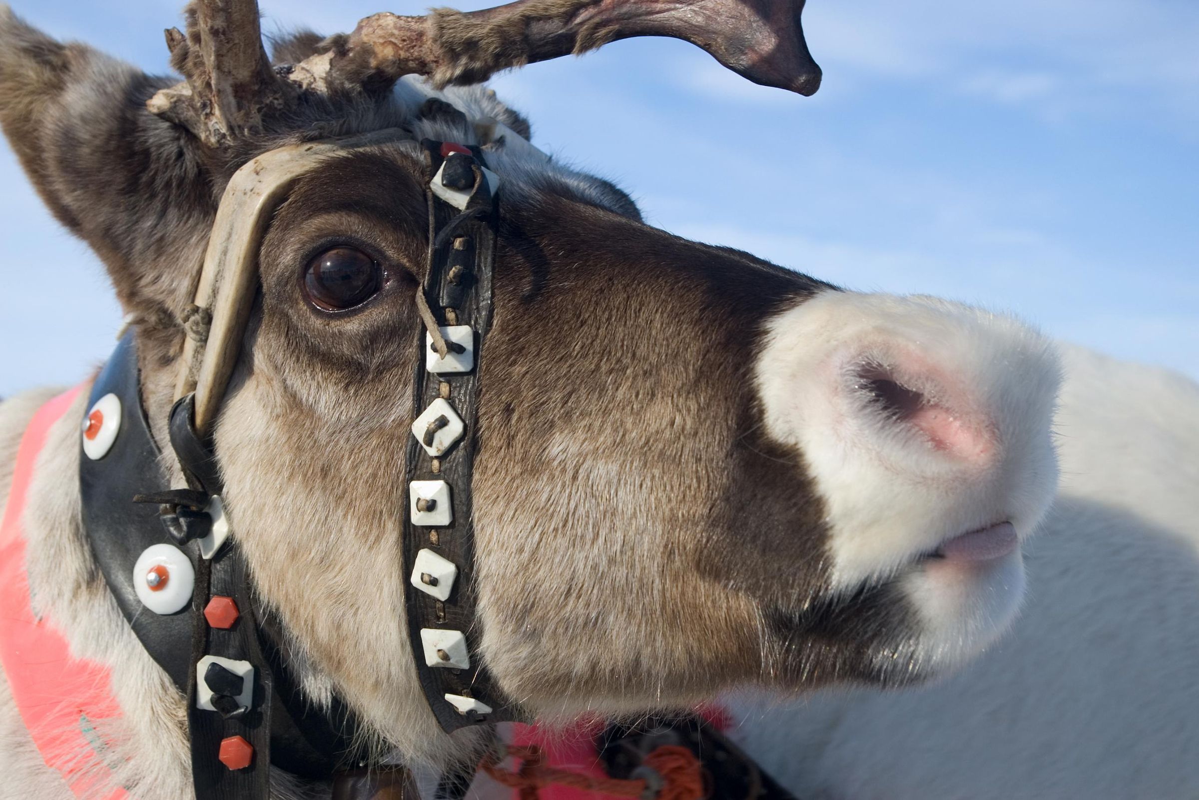 A History of Winter Solstice Celebrations Around the World